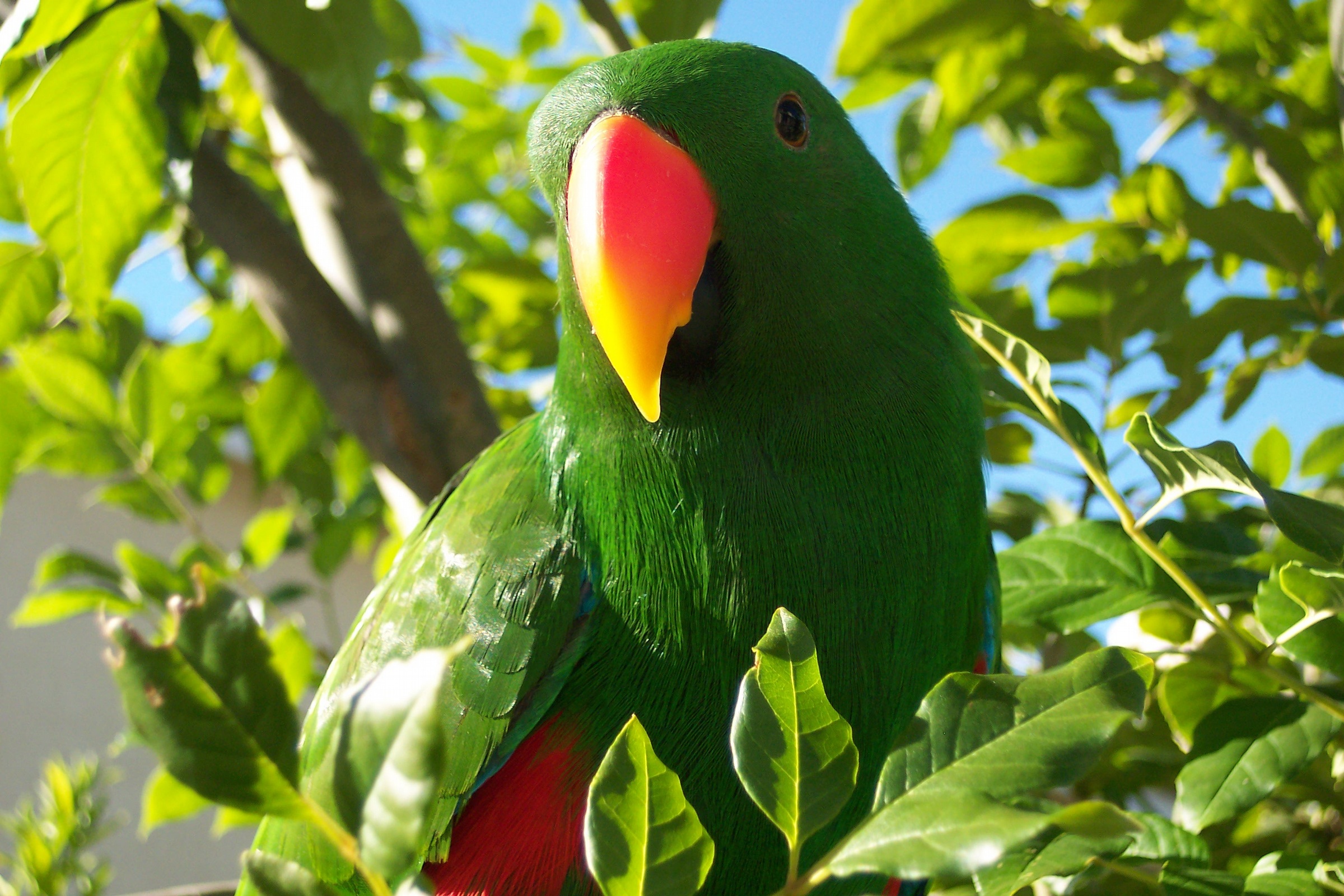 Download mobile wallpaper Eclectus Parrot, Parrot, Birds, Animal for free.
