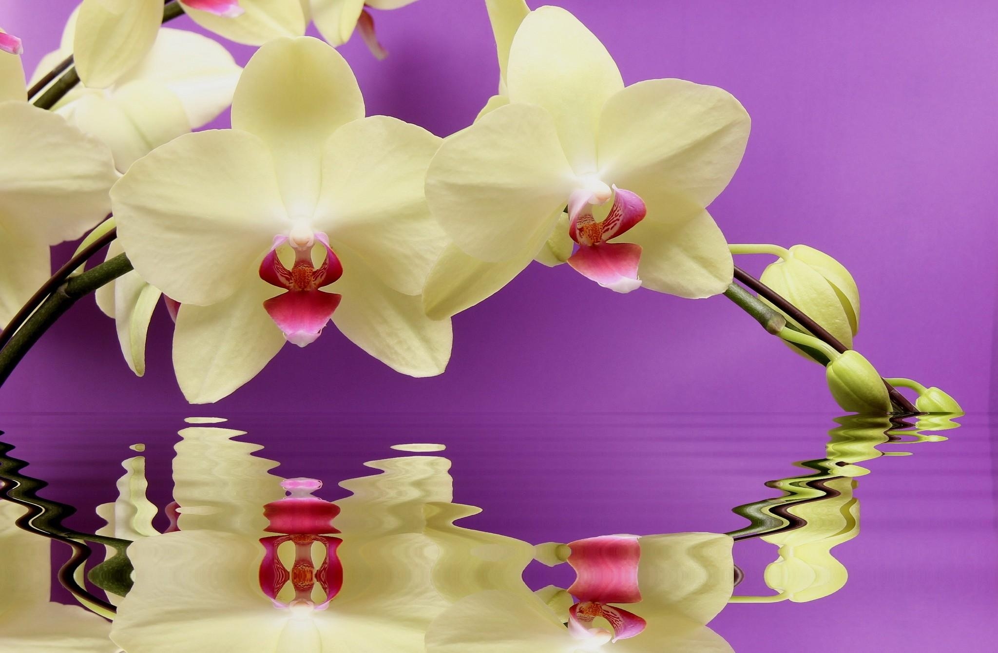 Free download wallpaper Flowers, Water, Reflection, Branch, Orchid on your PC desktop