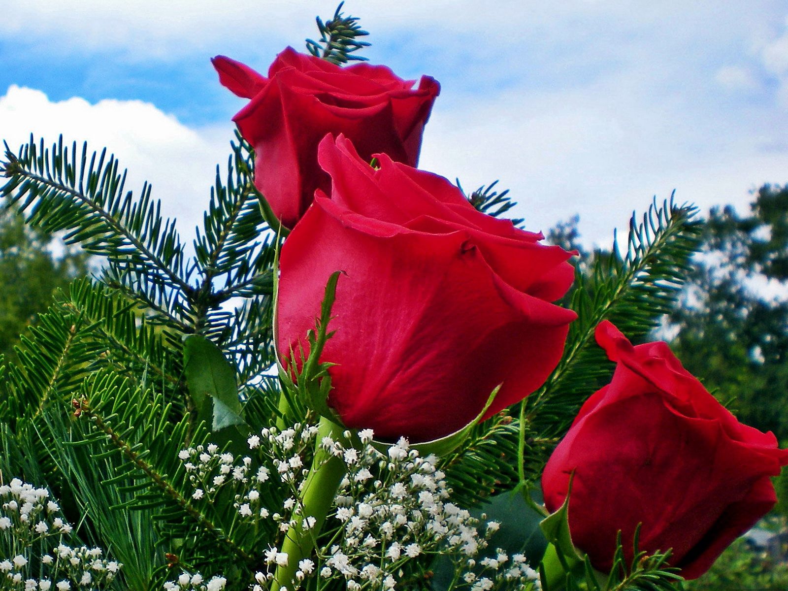 86311 скачать обои розы, гипсофил, цветы, букет, хвоя, небо - заставки и картинки бесплатно