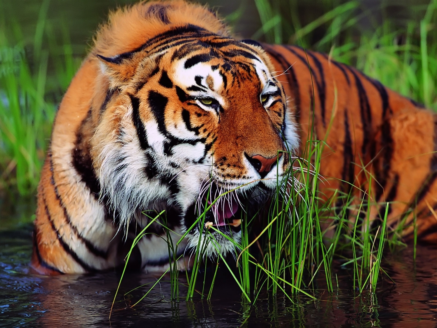 26481 Hintergrundbild herunterladen tiere, tigers - Bildschirmschoner und Bilder kostenlos