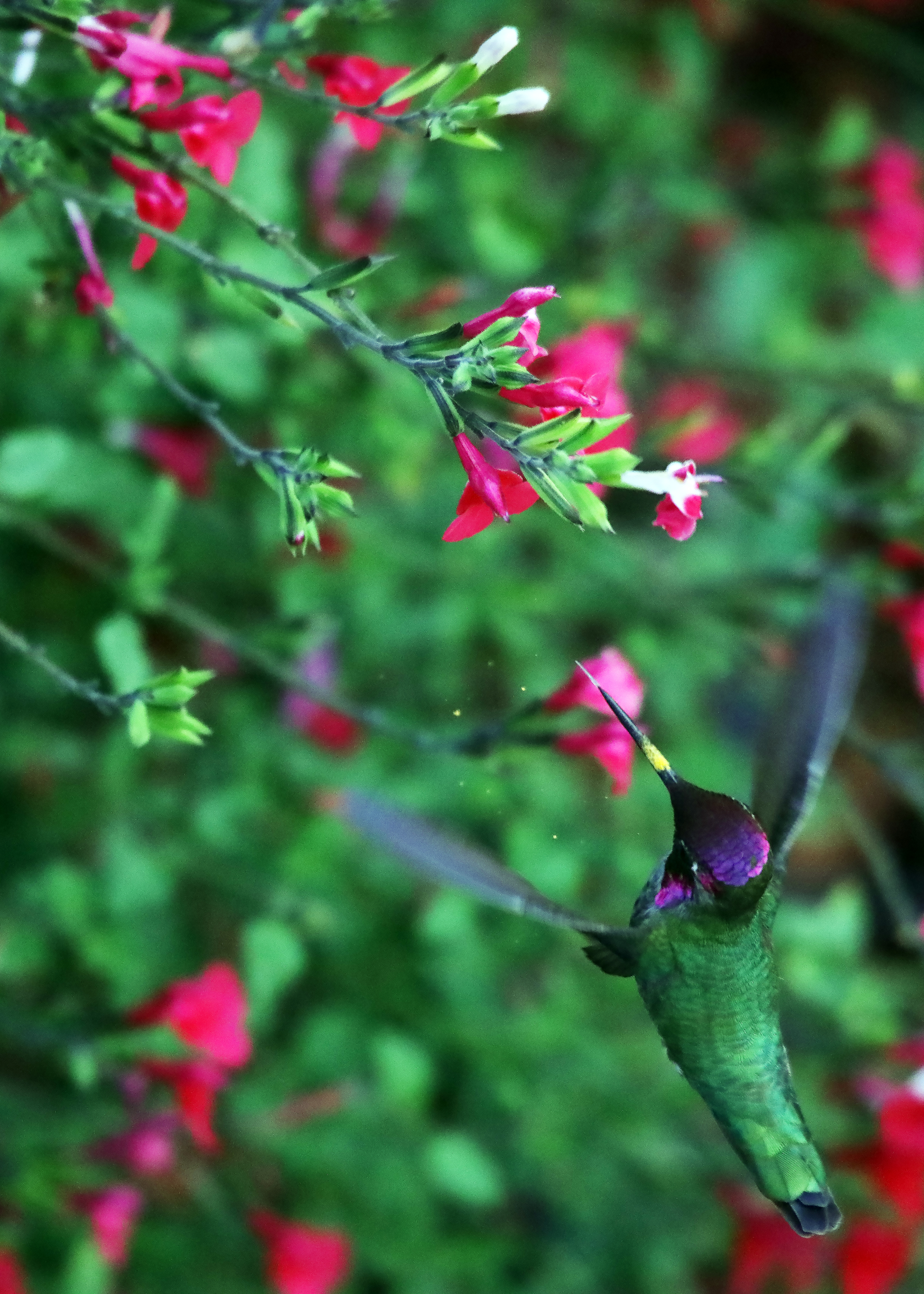  Humming Birds HQ Background Images