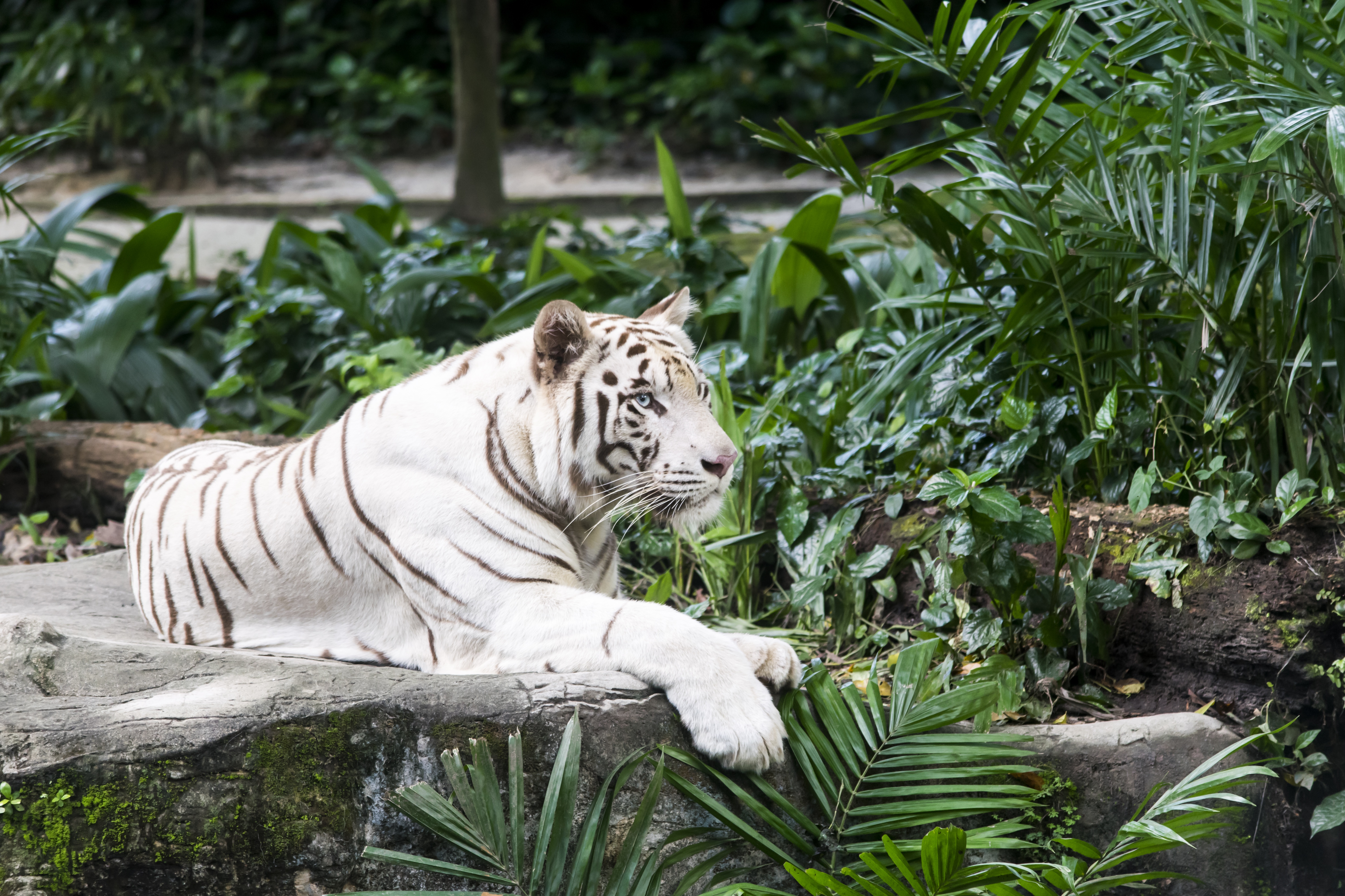 389527 Hintergrundbild herunterladen tiere, weißer tiger, hinlegen, tiger, zoo, katzen - Bildschirmschoner und Bilder kostenlos