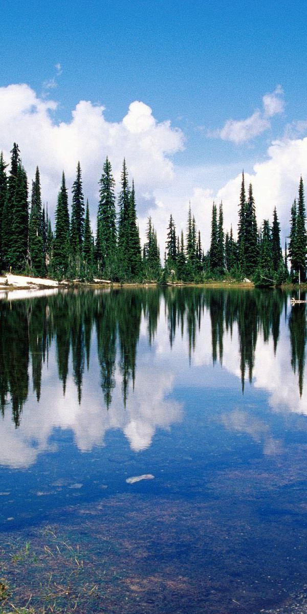 Хвойное озеро. Вода в природе. Вода озеро. Хвойные озера и реки. Заставки на телефон природа Канады.