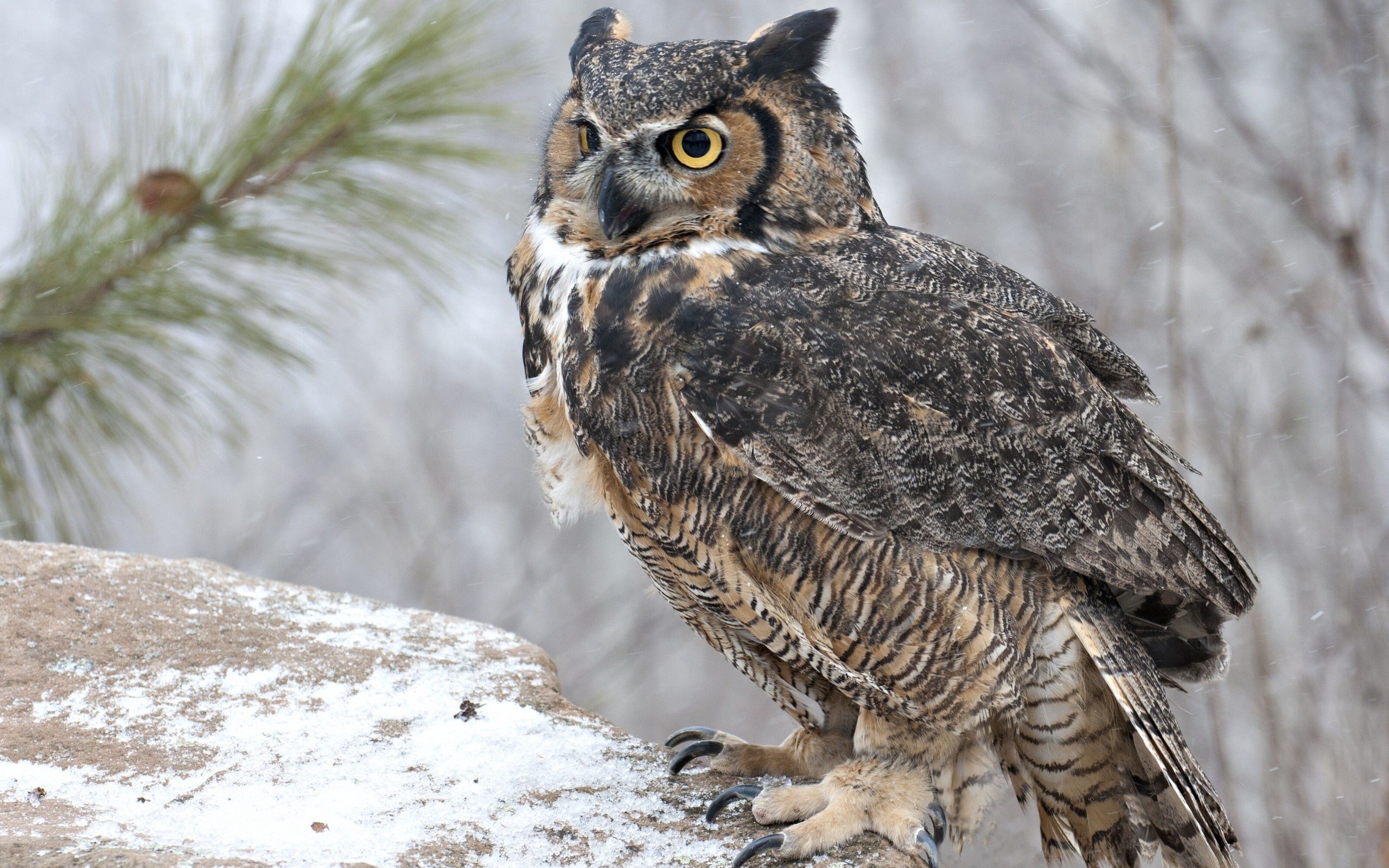 Download mobile wallpaper Predator, Opinion, Owl, Sight, Bird, Animals for free.