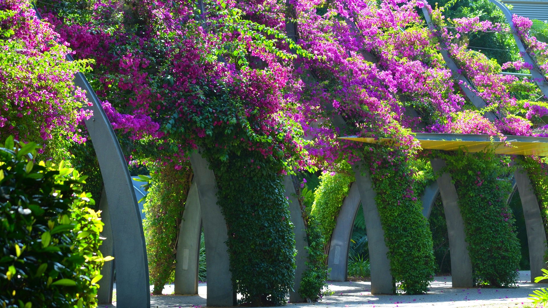 earth, bougainvillea, architecture, awning, brisbane, flower, grand arbour, leaf, photography, purple flower, vine, walkway, flowers QHD