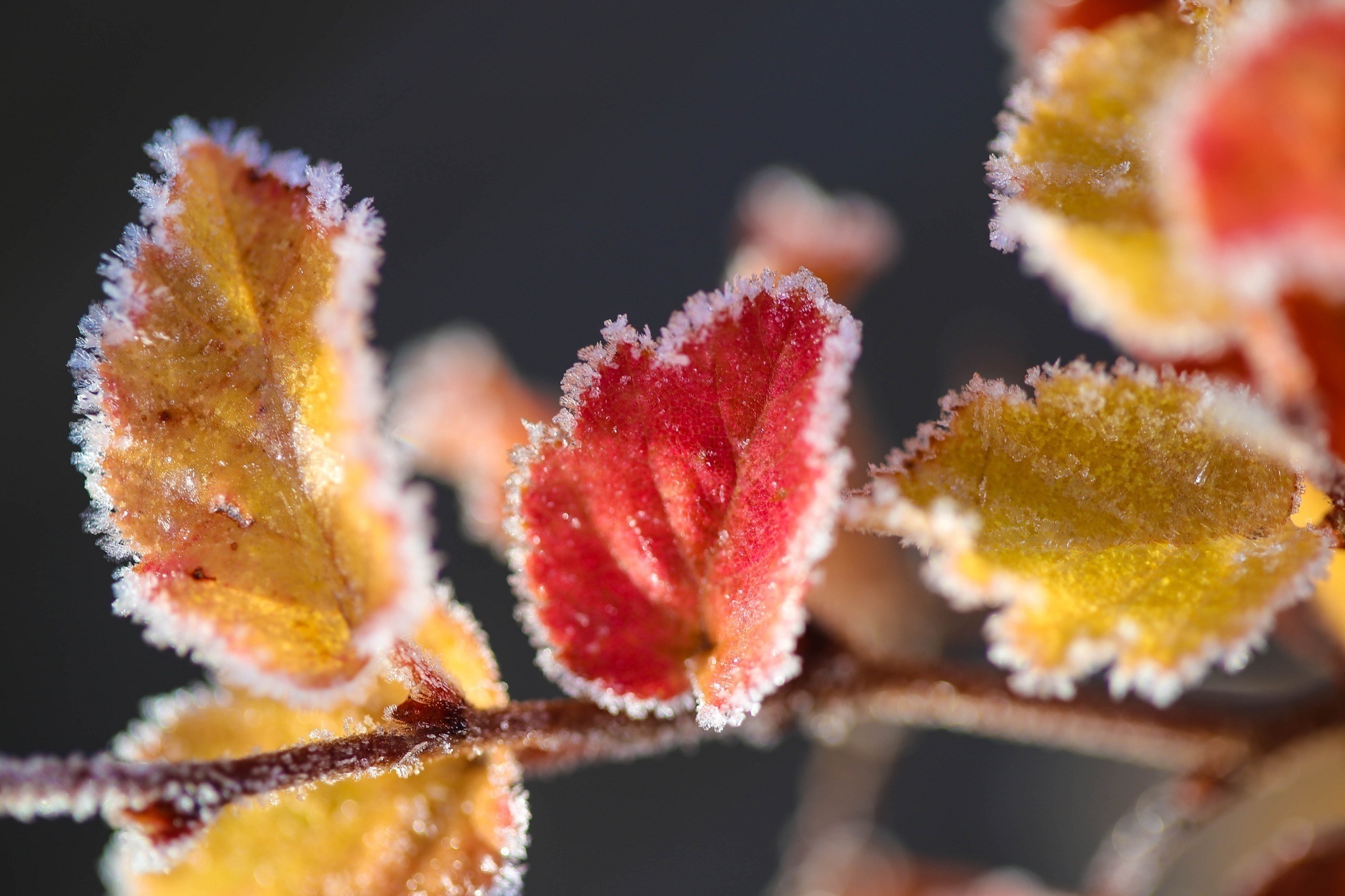 frost, macro, leaves, branch, hoarfrost UHD
