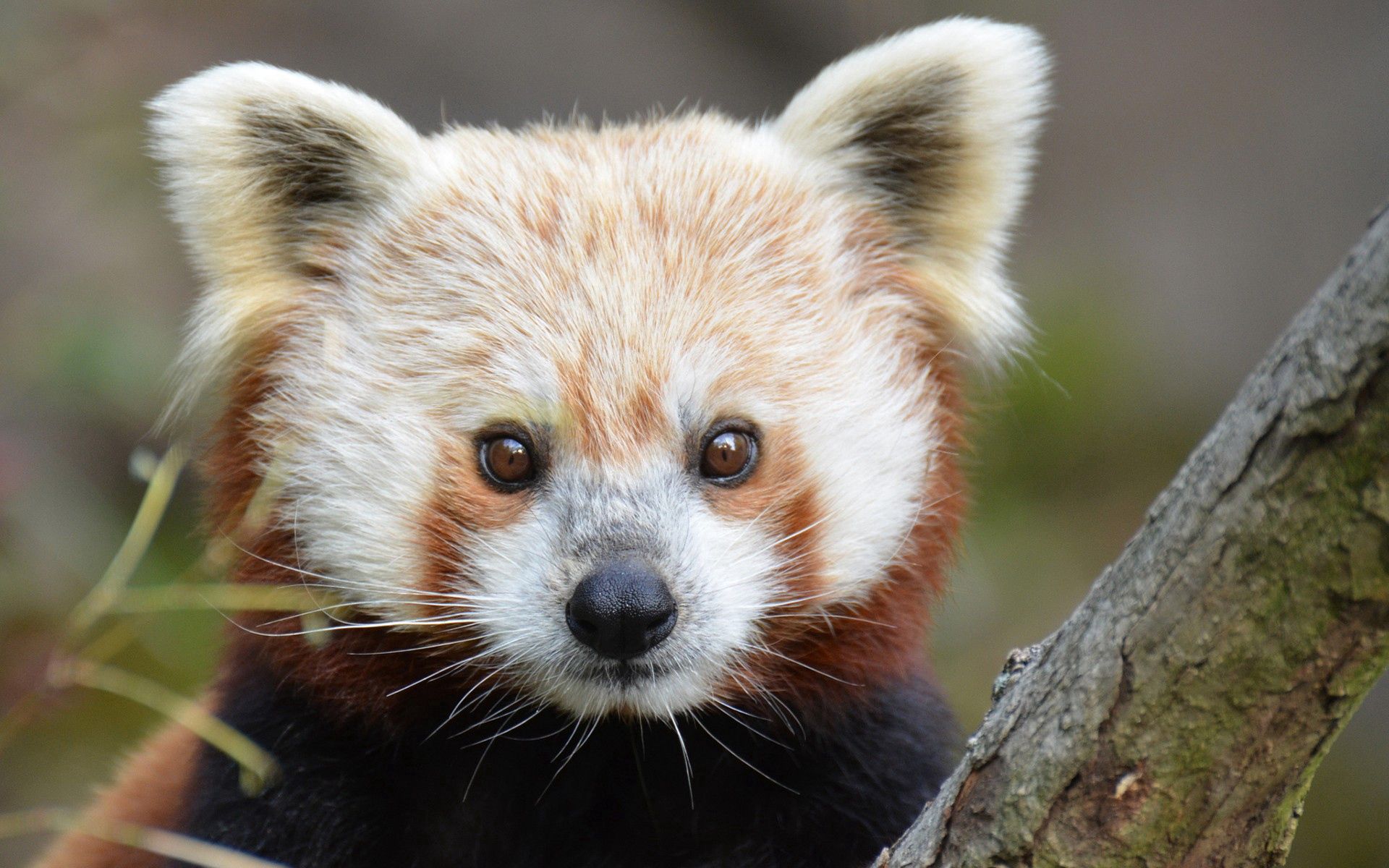 131600 Hintergrundbild herunterladen tiere, sicht, meinung, nase, roter panda - Bildschirmschoner und Bilder kostenlos
