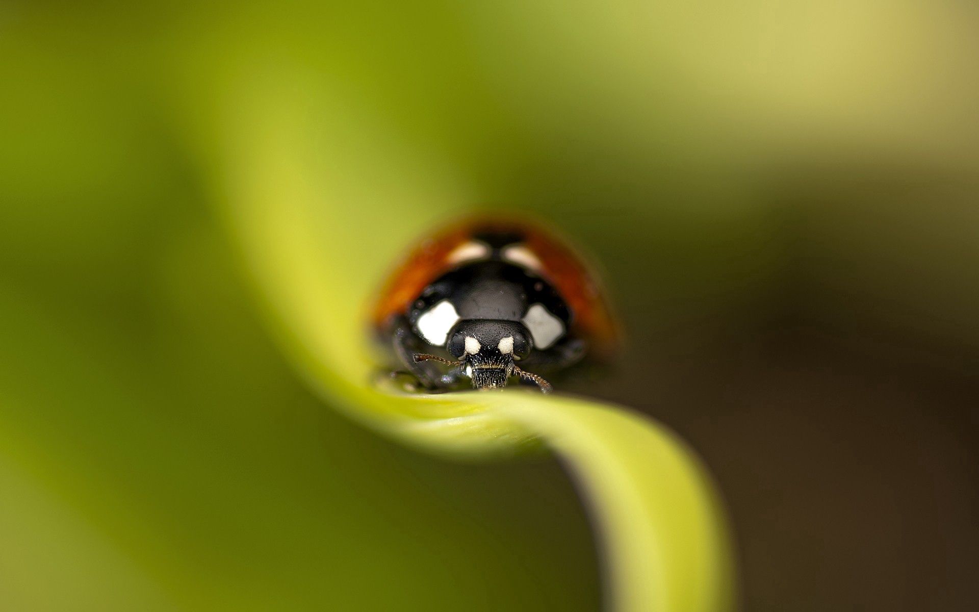 ladybird, grass, macro, sheet, leaf, insect, ladybug