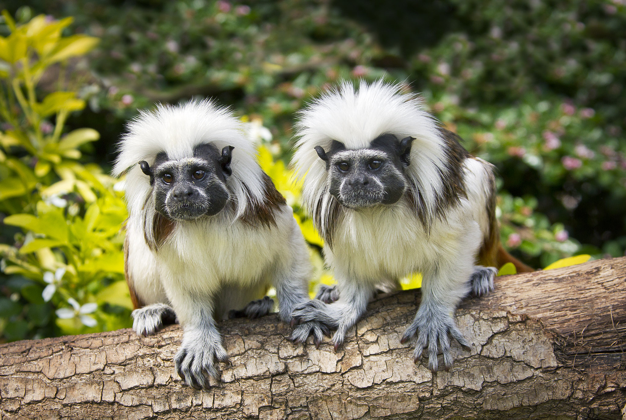 372983 descargar imagen animales, tití, mono, primate, monos: fondos de pantalla y protectores de pantalla gratis