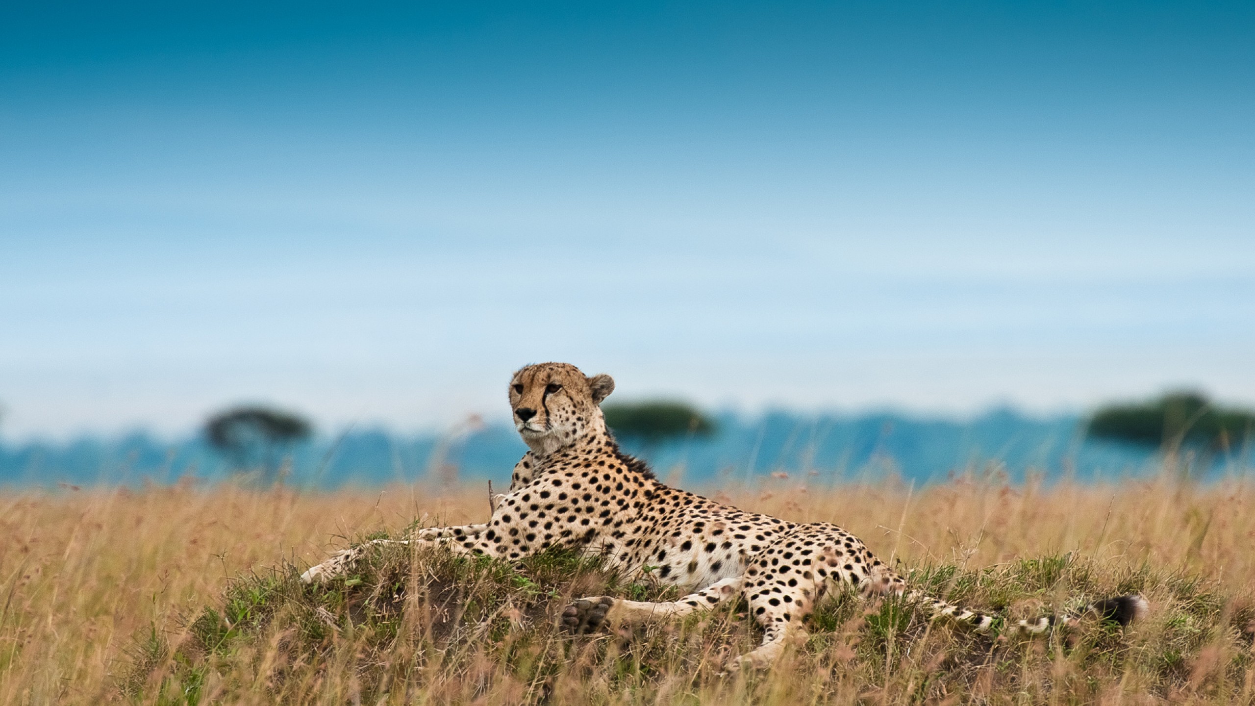 Animals org. Гепард в саванне. Леопард в саванне. Африка Саванна гепард.