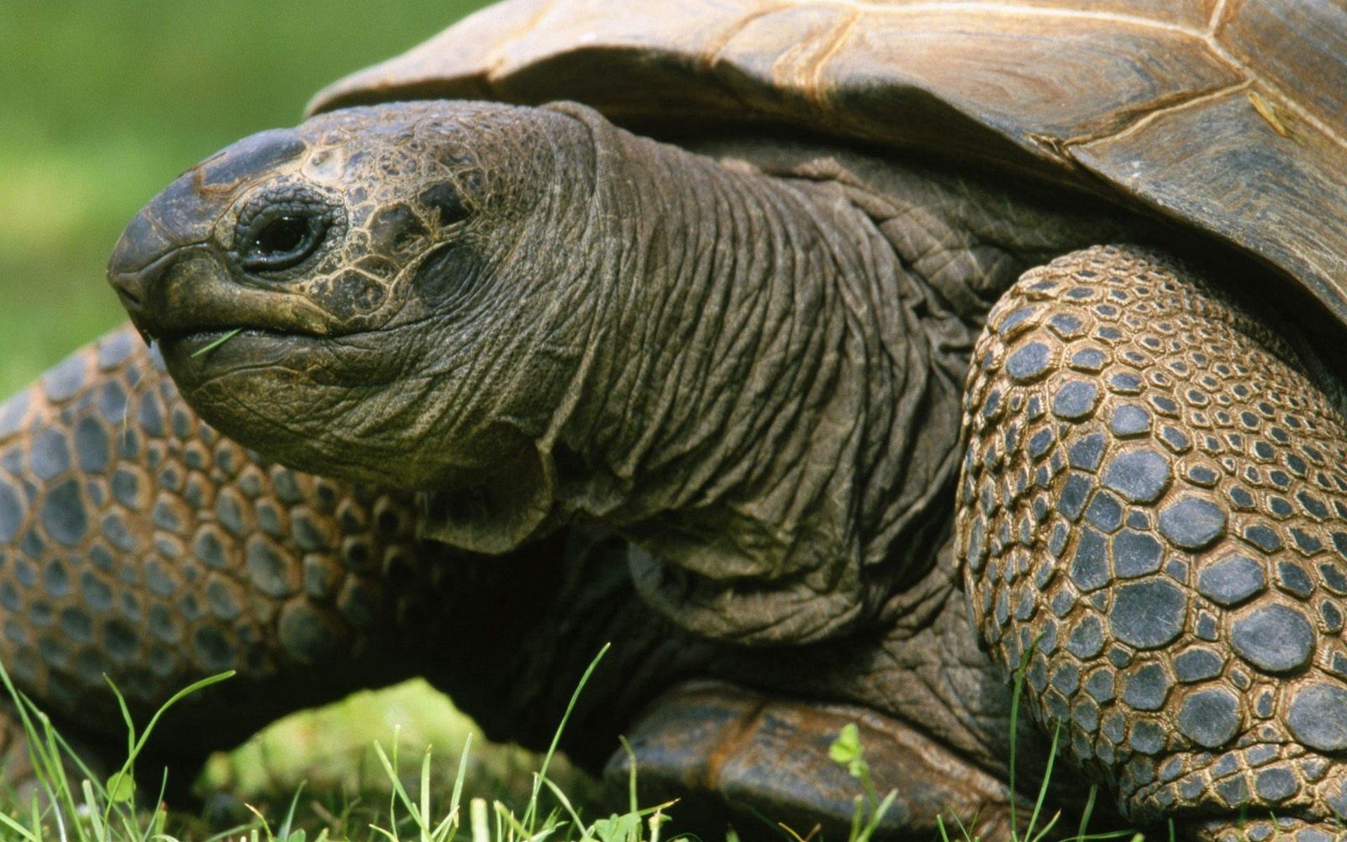 animals, grass, head, carapace, shell, turtle 2160p