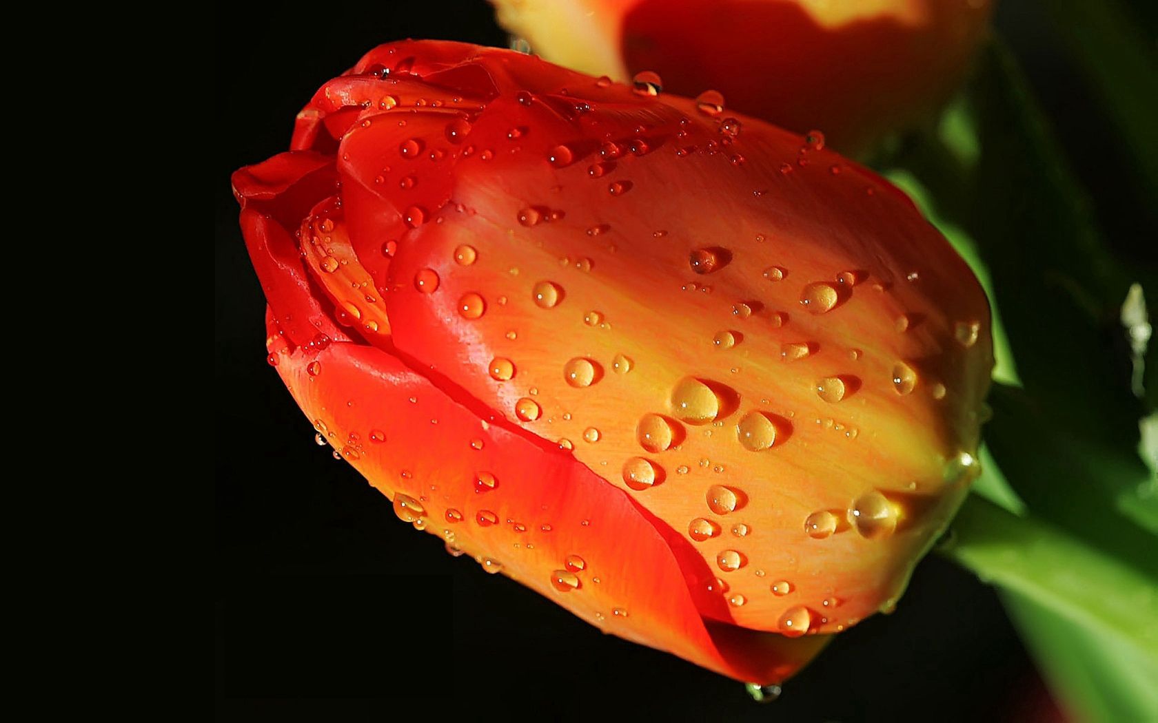 Download mobile wallpaper Bud, Close Up, Tulip, Flower, Flowers, Drops for free.