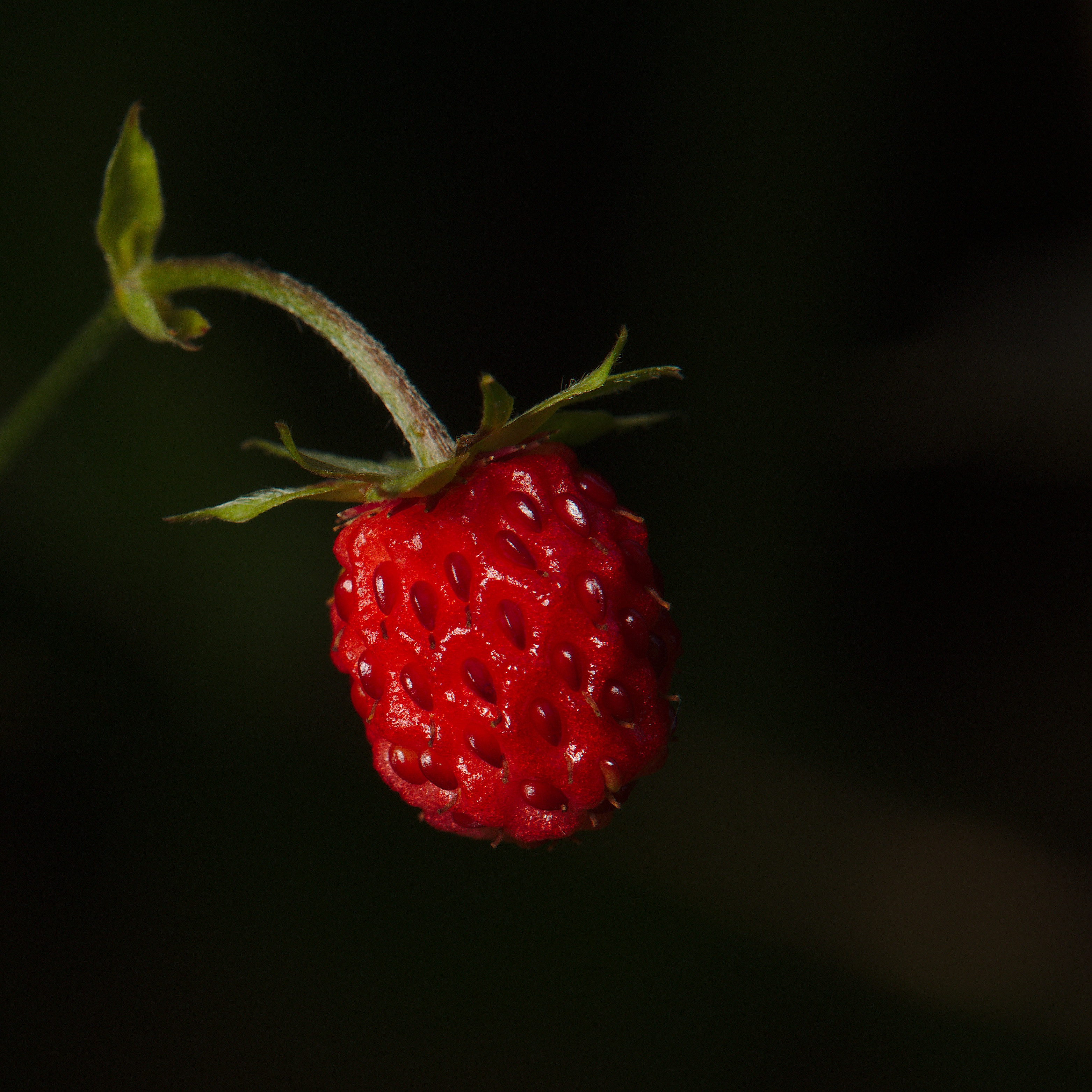 Download mobile wallpaper Strawberry, Wild Strawberries, Macro, Berry, Ripe for free.