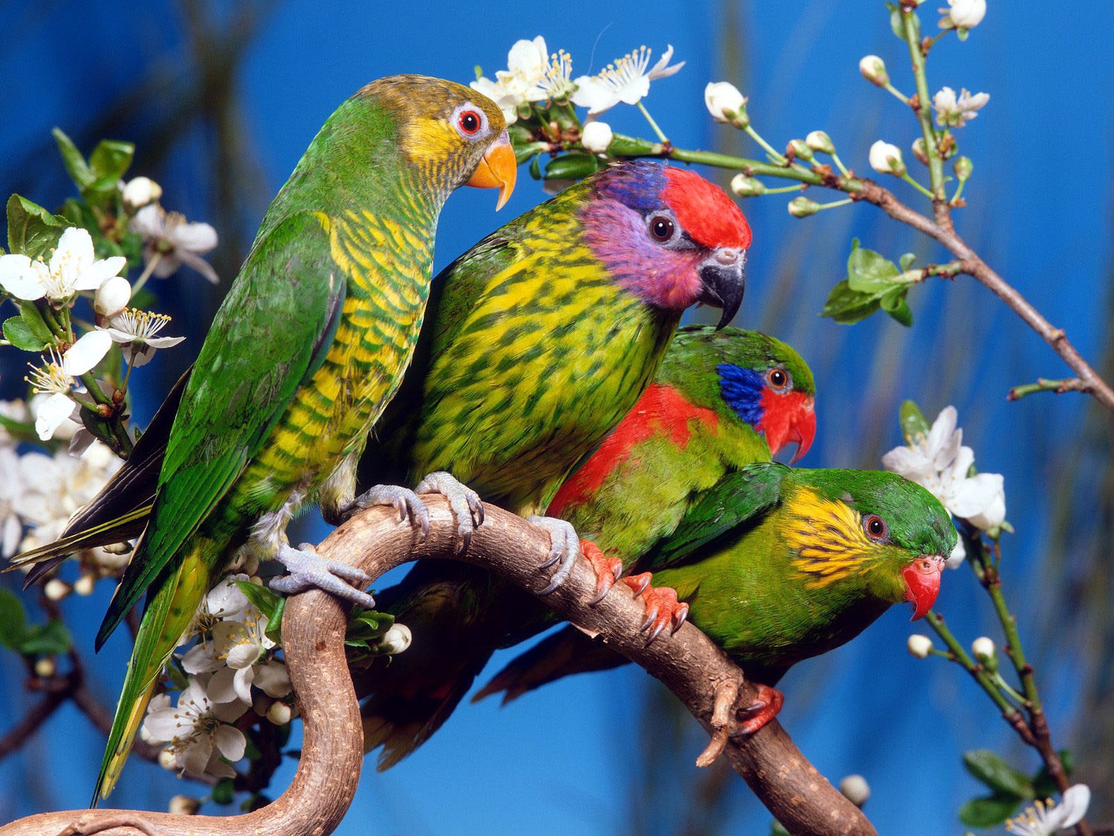 birds, animal, parrot images