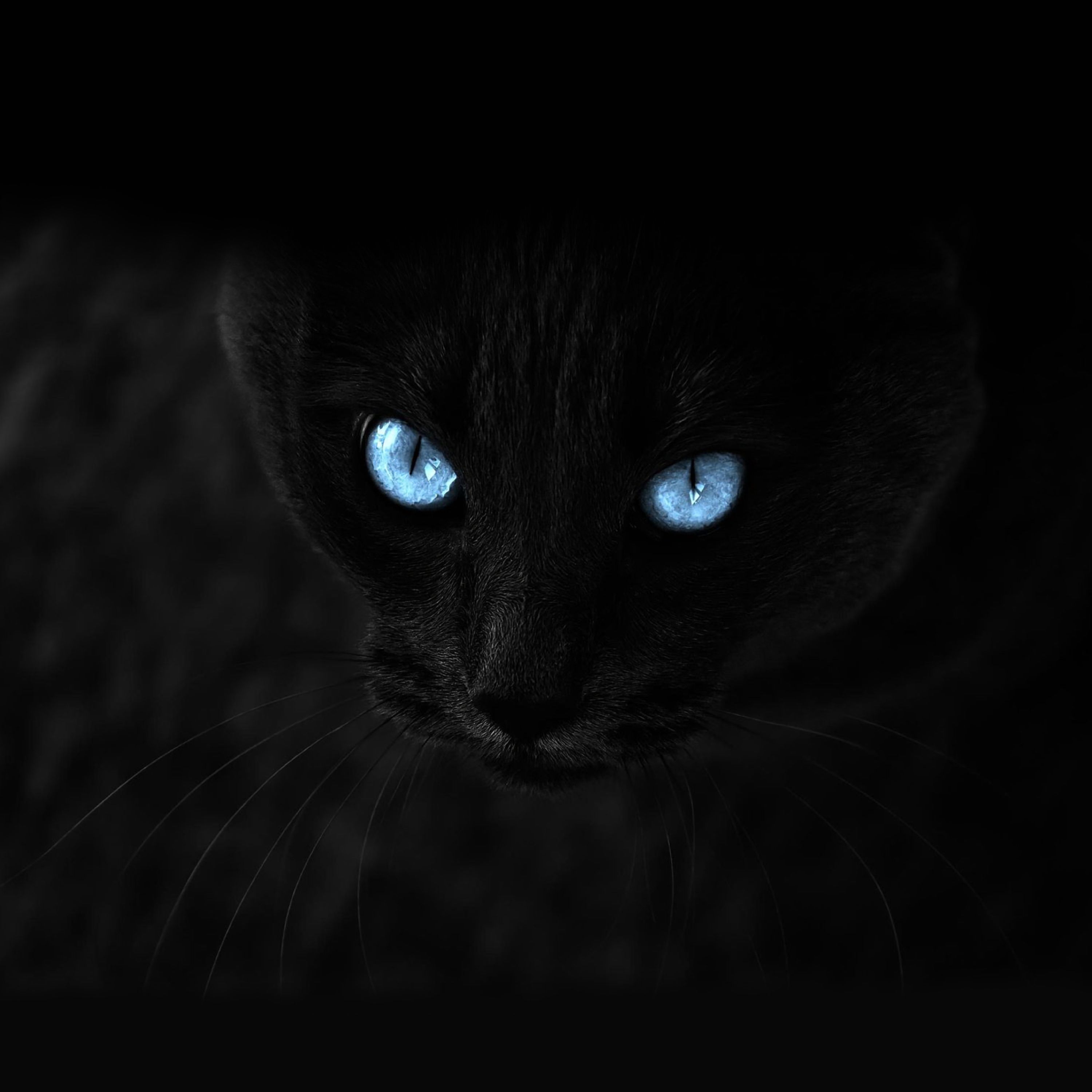 67451 baixar papel de parede preto, o preto, visão, gato, opinião, de olhos azuis, olhos azuis - protetores de tela e imagens gratuitamente
