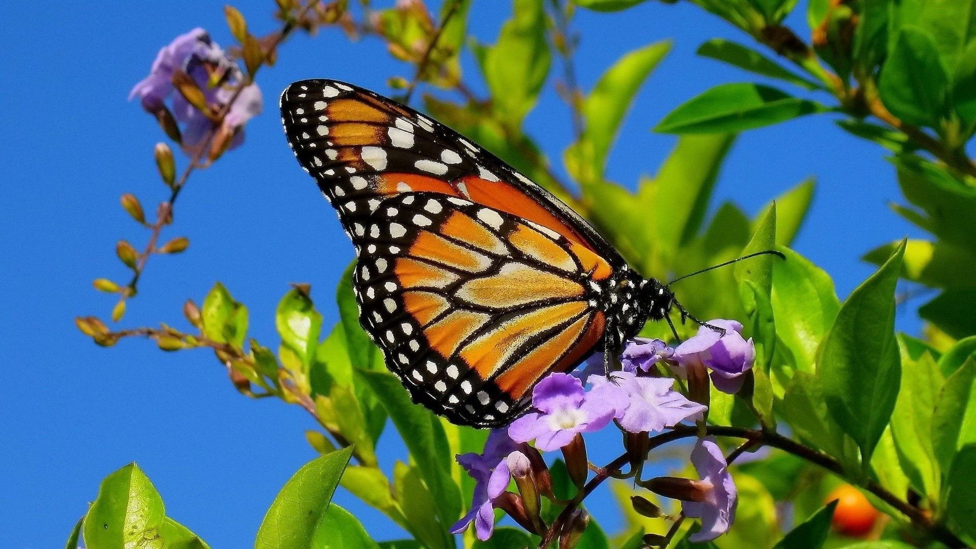 Laden Sie das Schmetterling, Pflanze, Makro, Flügel, Patterns-Bild kostenlos auf Ihren PC-Desktop herunter