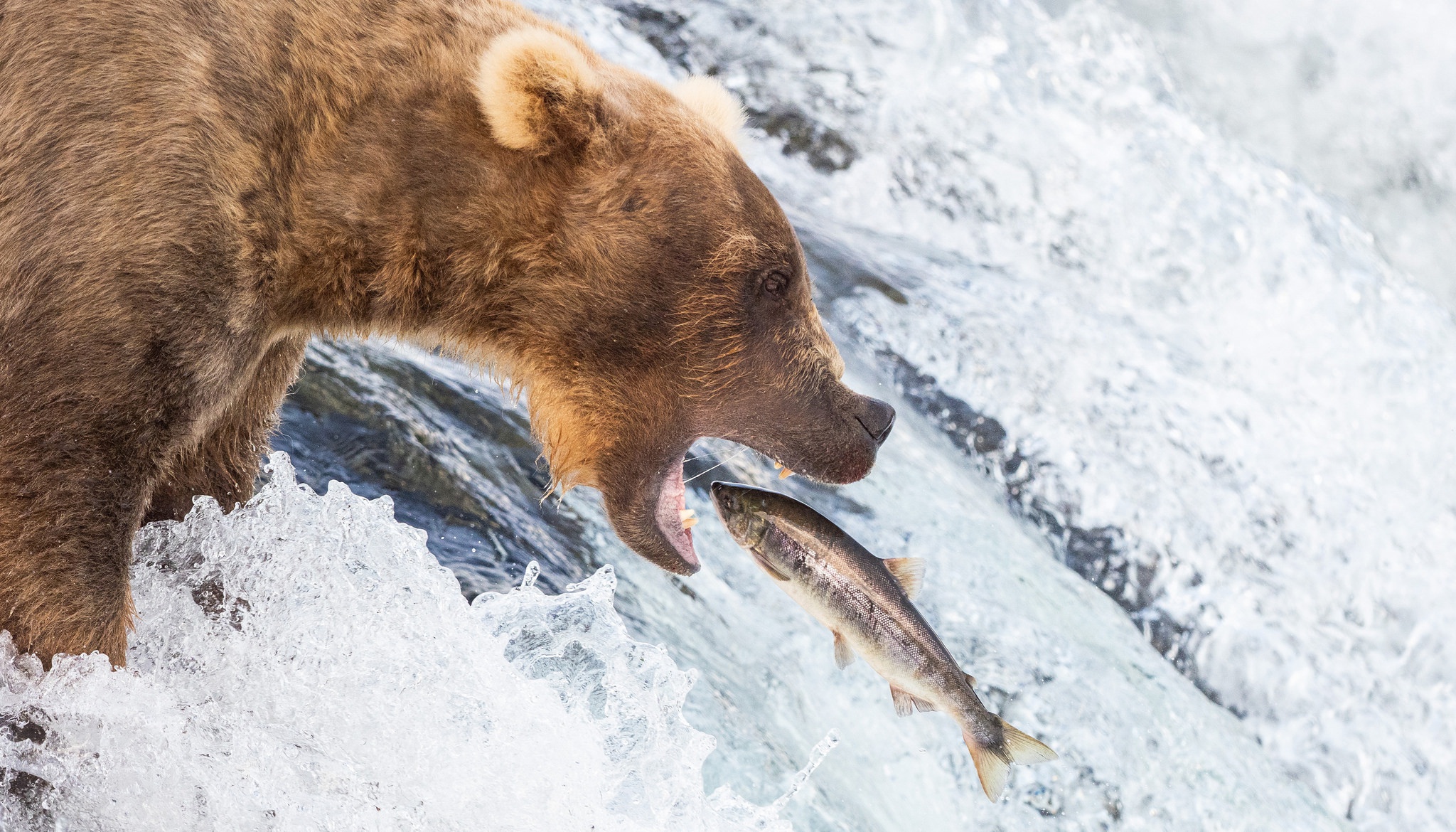473890 Hintergrundbild herunterladen tiere, grizzlybär, fisch, grizzly, bären - Bildschirmschoner und Bilder kostenlos