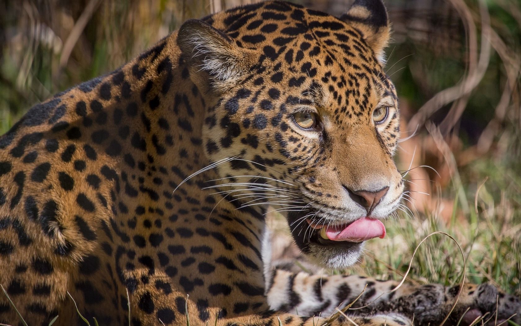 Free download wallpaper Animals, Leopard, Licks, Licked, Predator, Big Cat on your PC desktop
