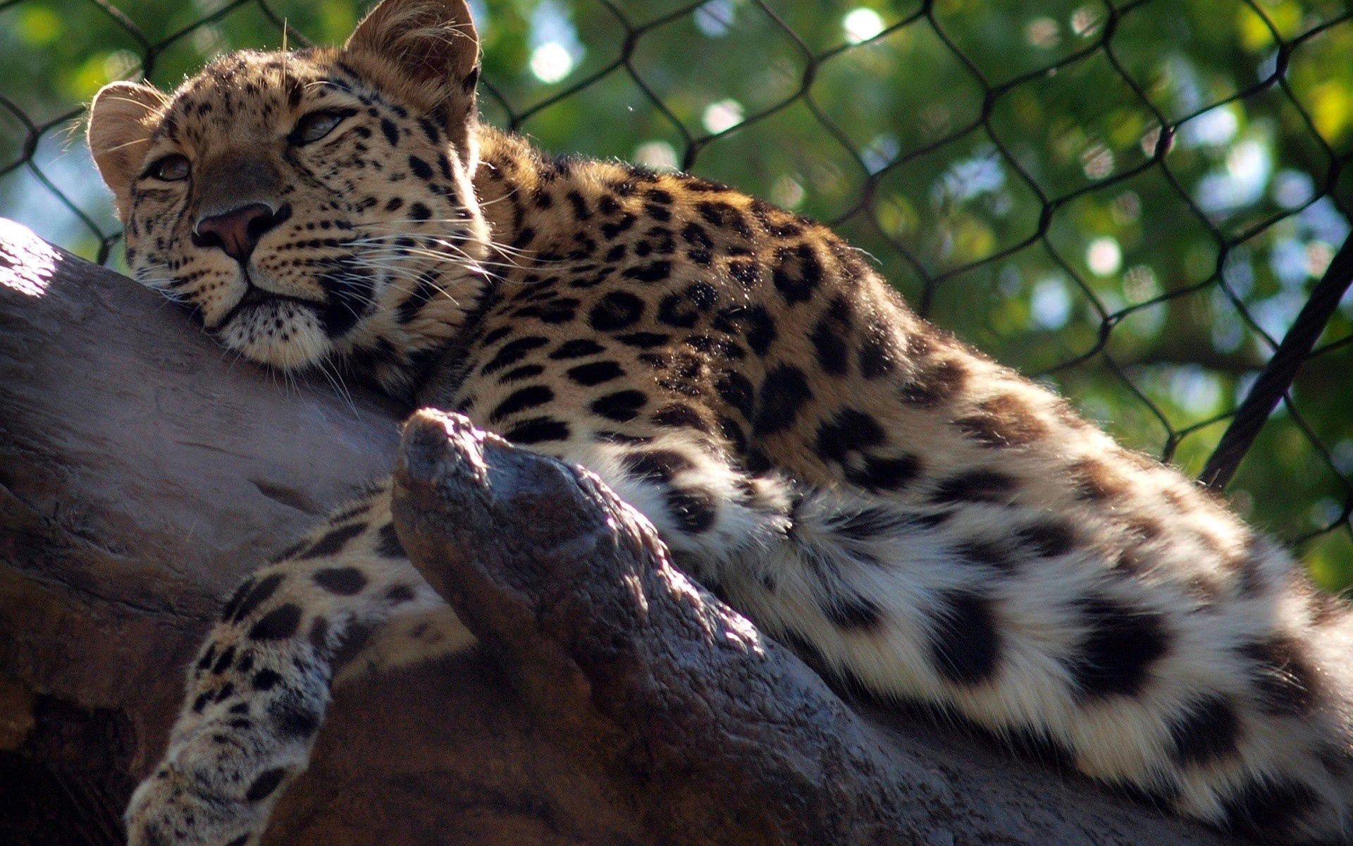 Handy-Wallpaper Leopard, Predator, Big Cat, Raubtier, Große Katze, Tiere kostenlos herunterladen.