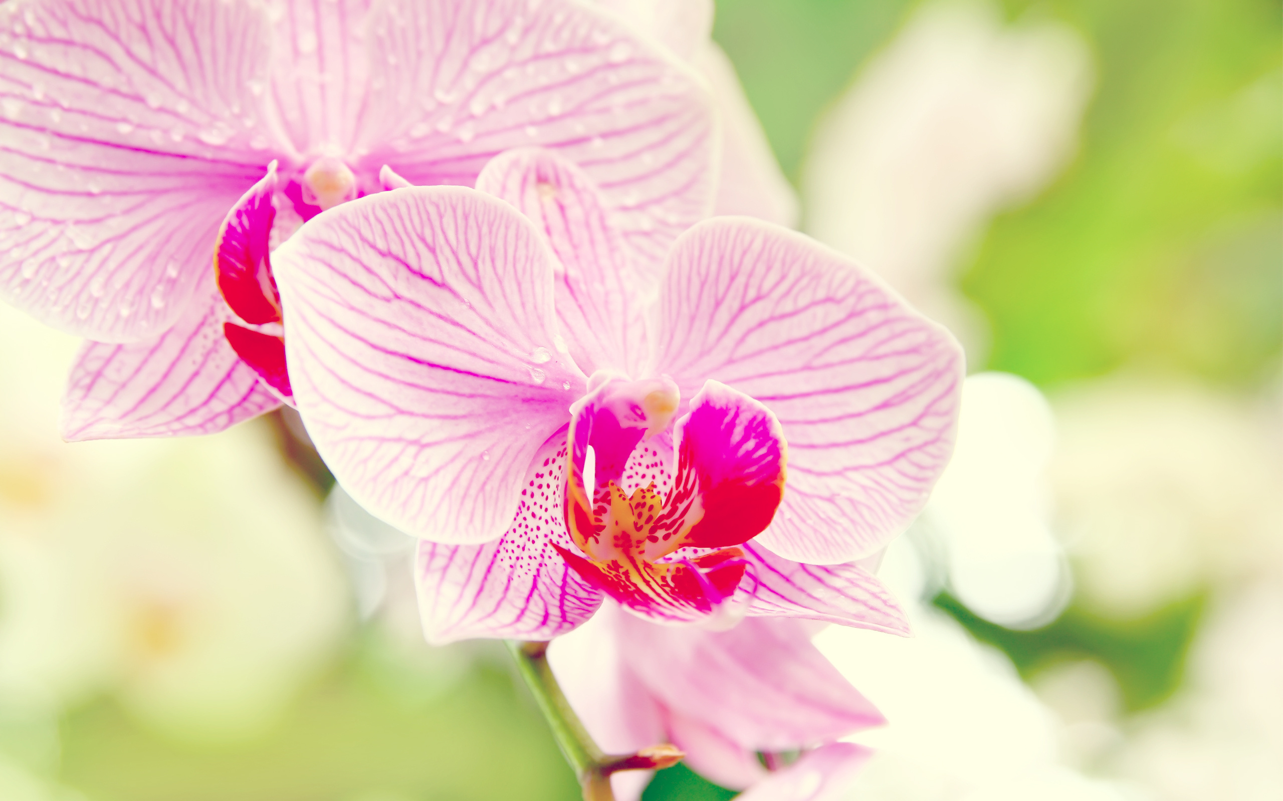 Фон орхидеи