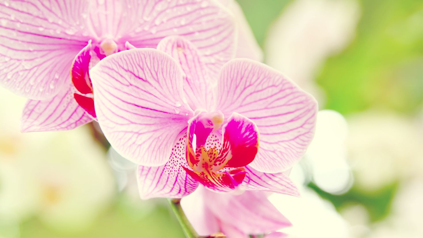 Орхидея розовая Ballerina