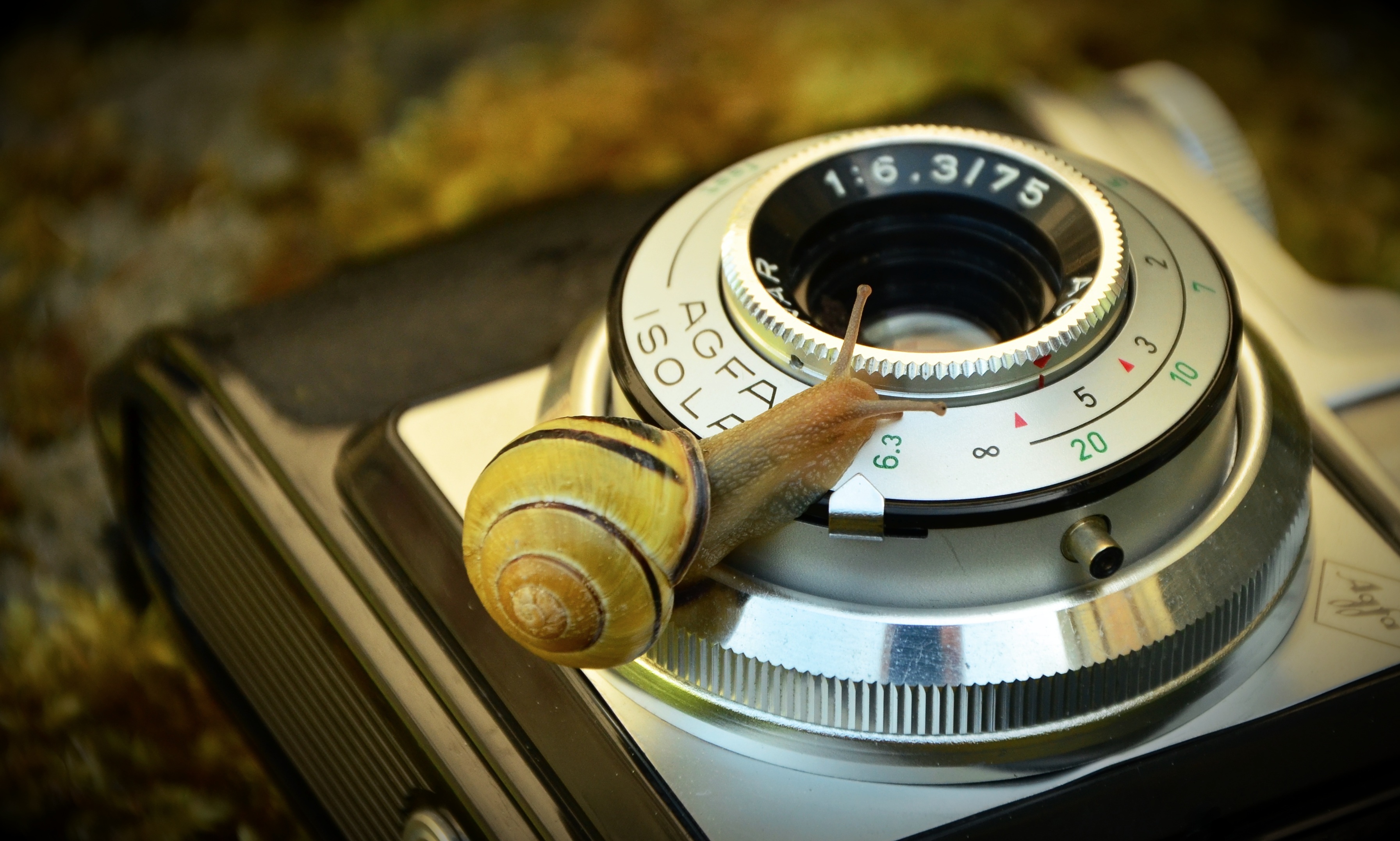 animal, snail, agfa, antique, camera, close up, lens, mollusc, vintage camera