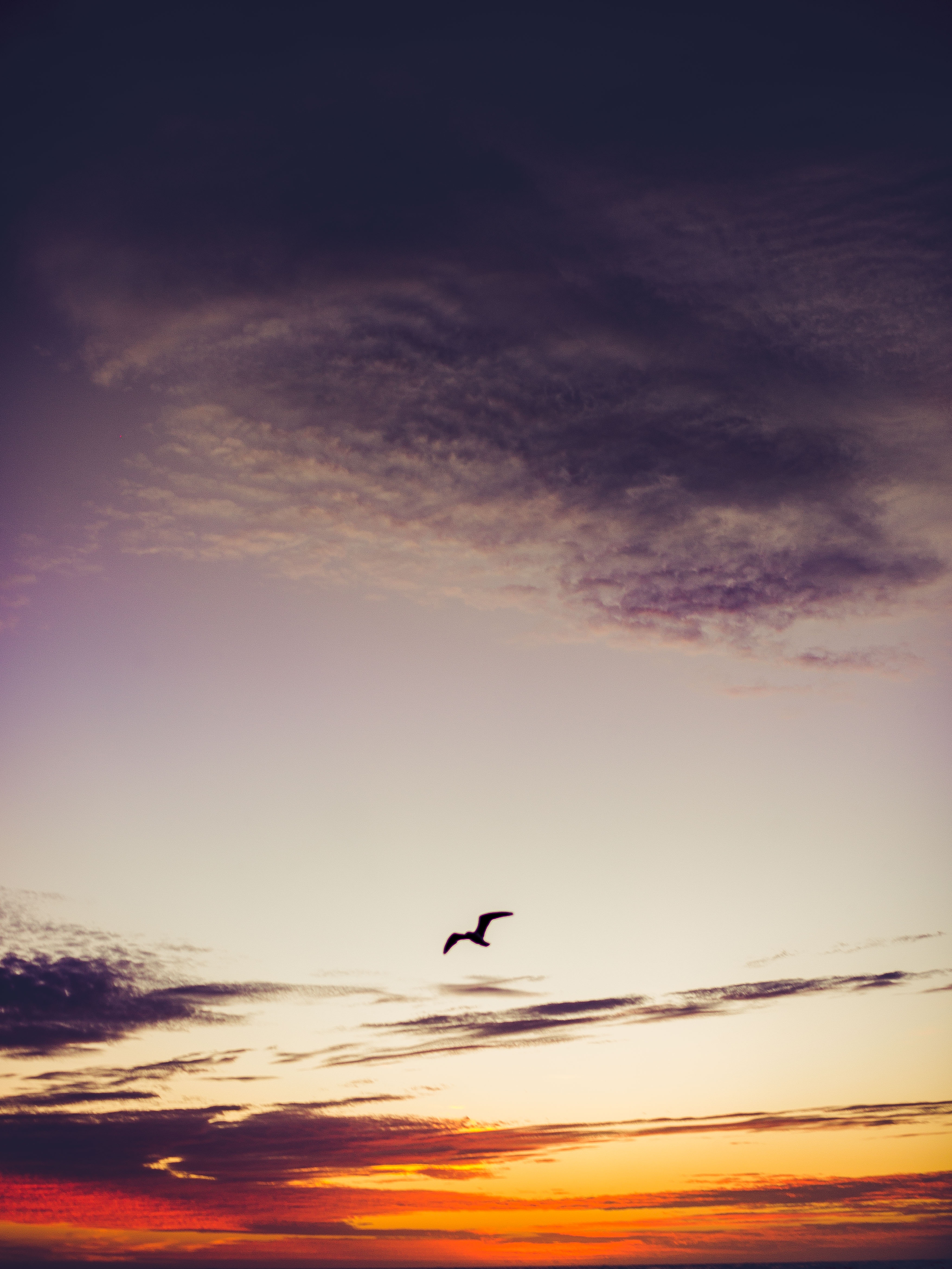 nature, sunset, sky, clouds, bird, height, fly, to fly 32K