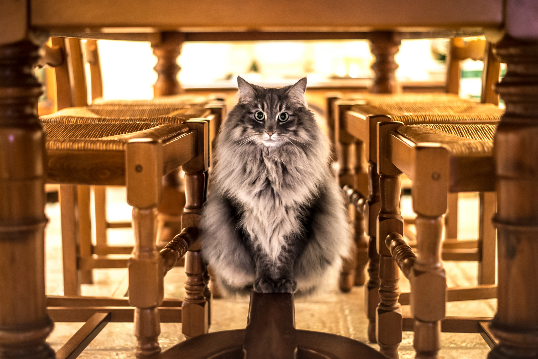 Кошка сидит на столе