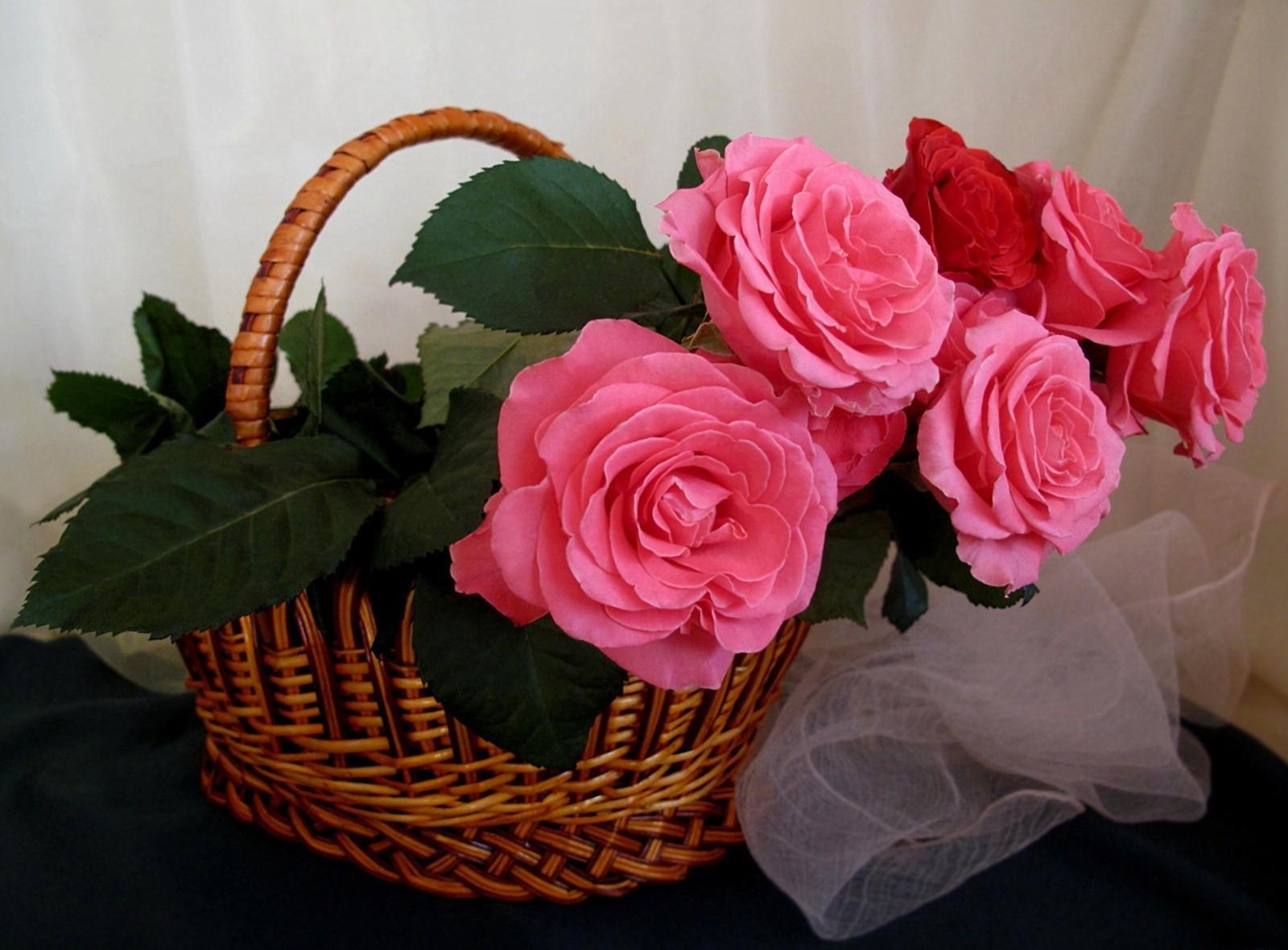 Téléchargez des papiers peints mobile Foulard, Écharpe, Panier, Fleurs, Roses gratuitement.