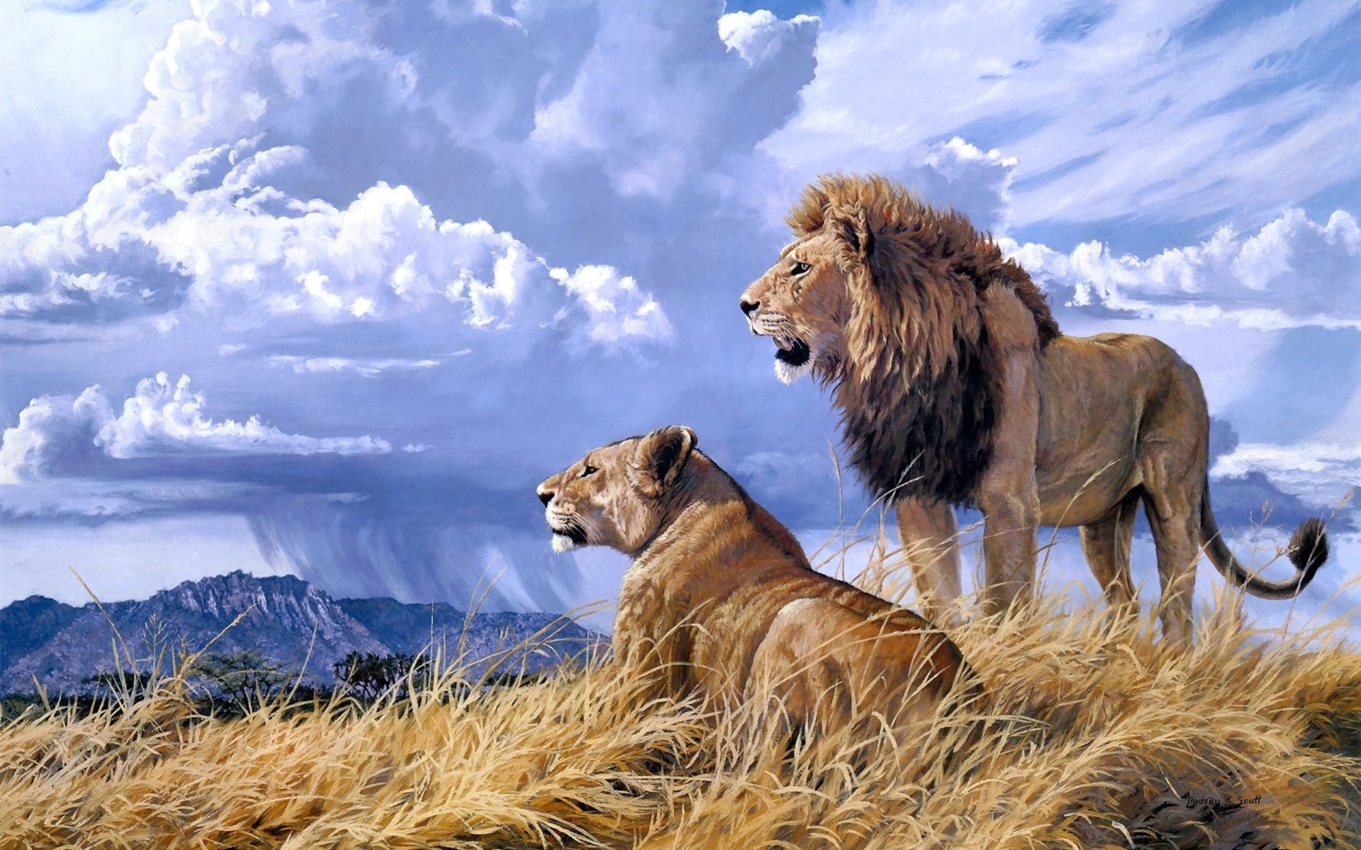 271944 télécharger l'image lionne, lion, couple, animaux, chats - fonds d'écran et économiseurs d'écran gratuits