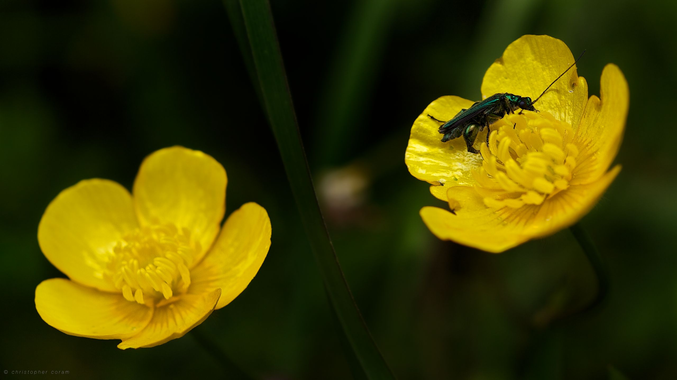 animal, insect, bug, buttercup, flower, macro, yellow phone wallpaper