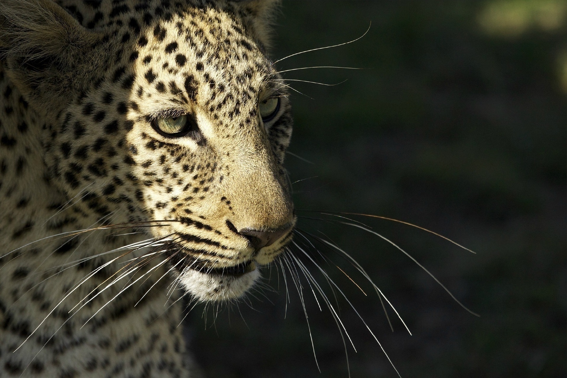 Handy-Wallpaper Leopard, Wilde Katze, Wildkatze, Schnurrbart, Predator, Schnauze, Raubtier, Tiere kostenlos herunterladen.