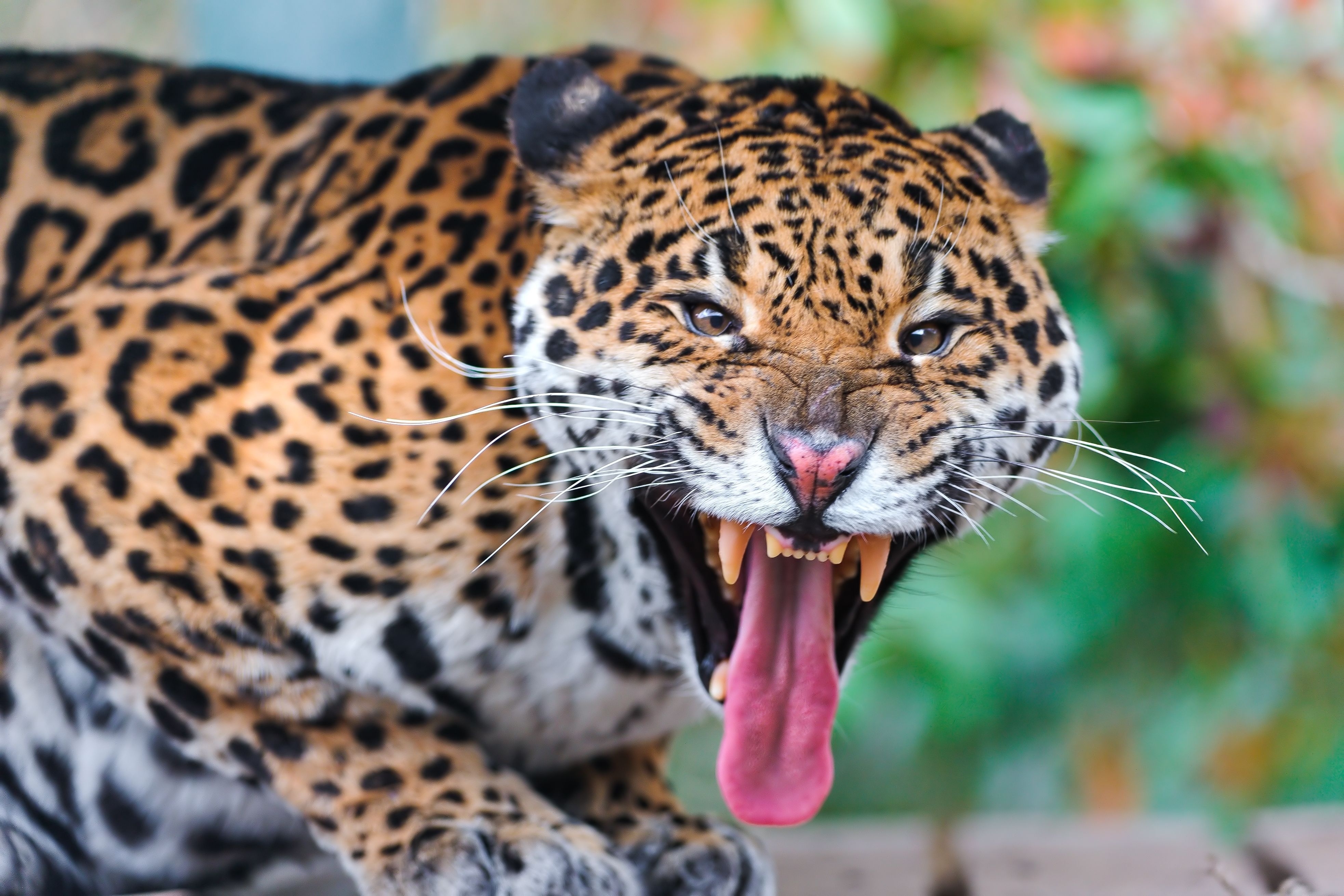 jaguar, animals, grin, muzzle, predator, big cat phone wallpaper