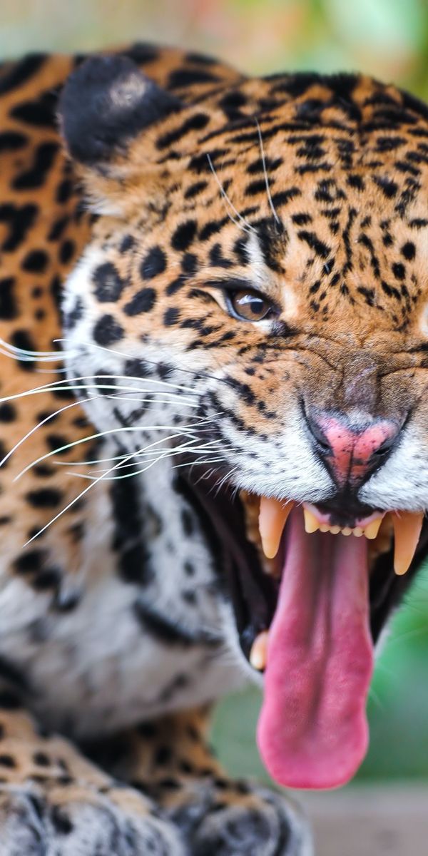 Happy face jaguar. Ягуар животное. Ягуар леопард оскал. Клыки леопарда. Страшный Ягуар.