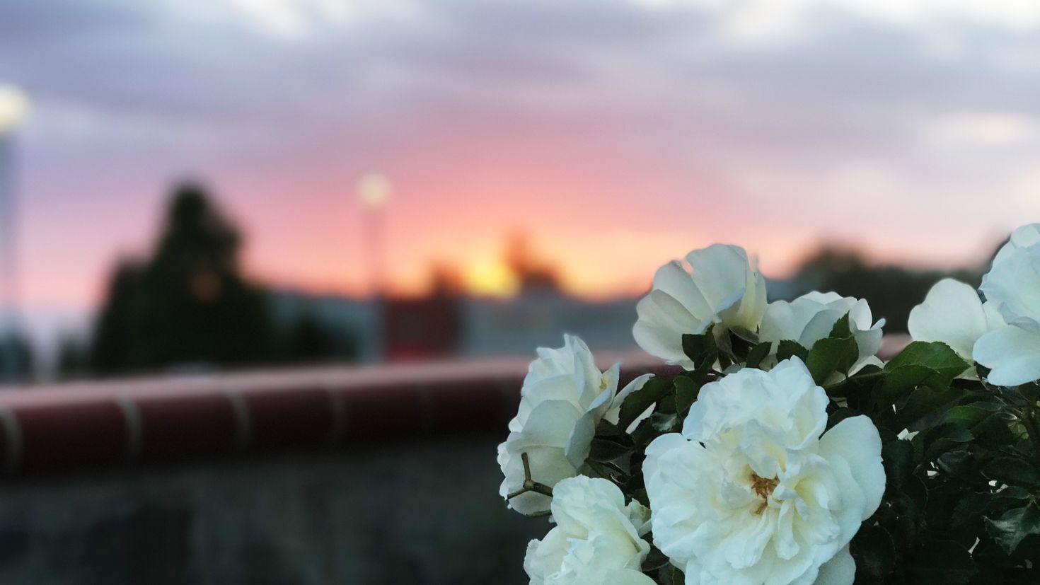 Белая роза на фоне неба