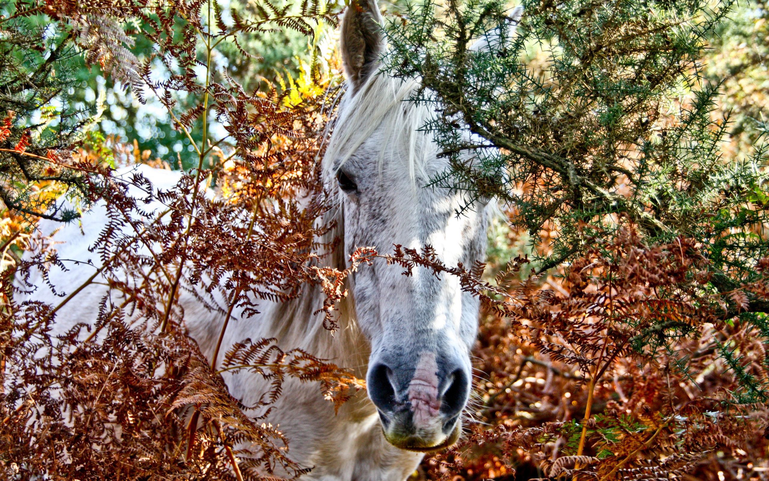 animals, trees, head, horse, peek out, look out download HD wallpaper