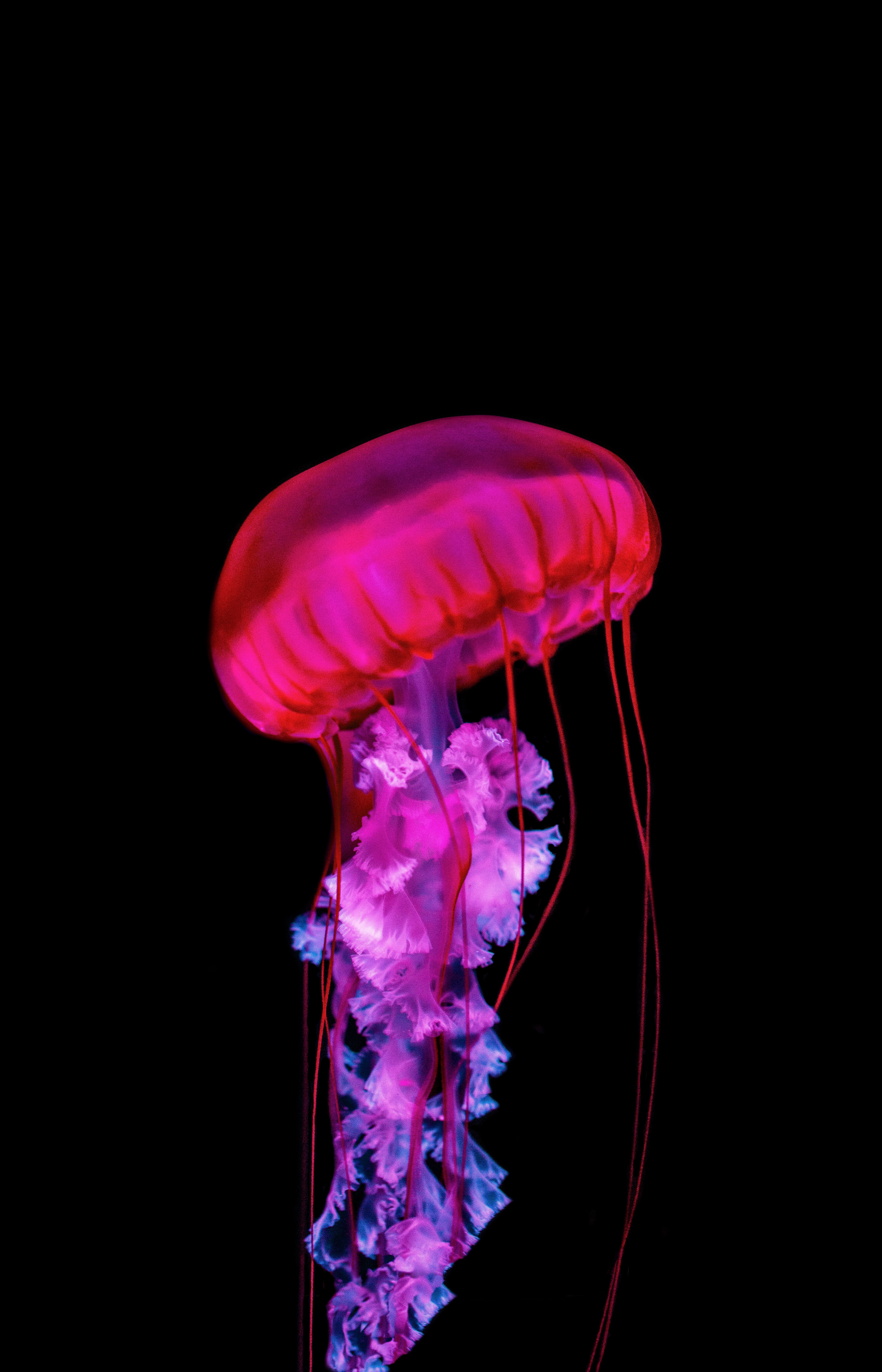 Popular Jellyfish 4K for smartphone