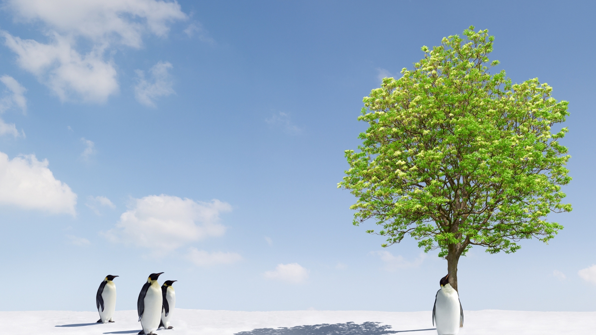  Pinguins Windows Backgrounds