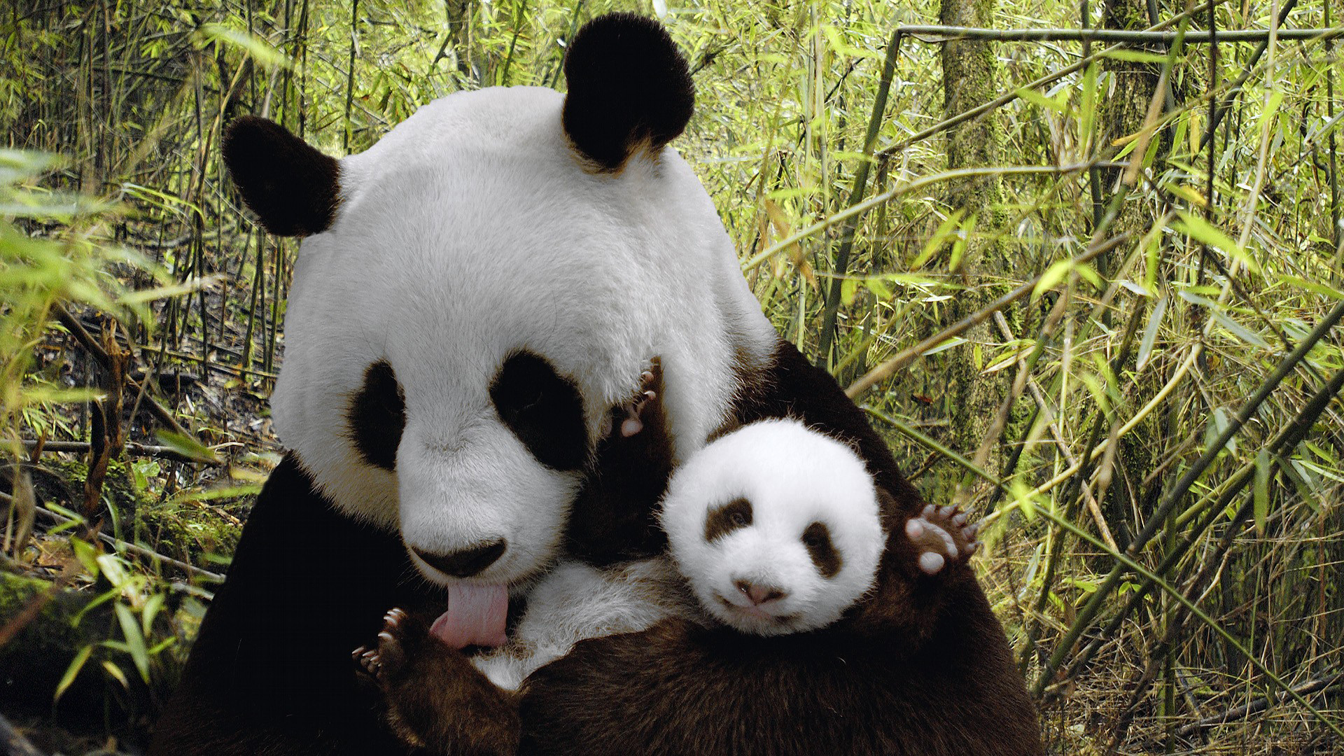 48292 Bild herunterladen tiere, pandas - Hintergrundbilder und Bildschirmschoner kostenlos