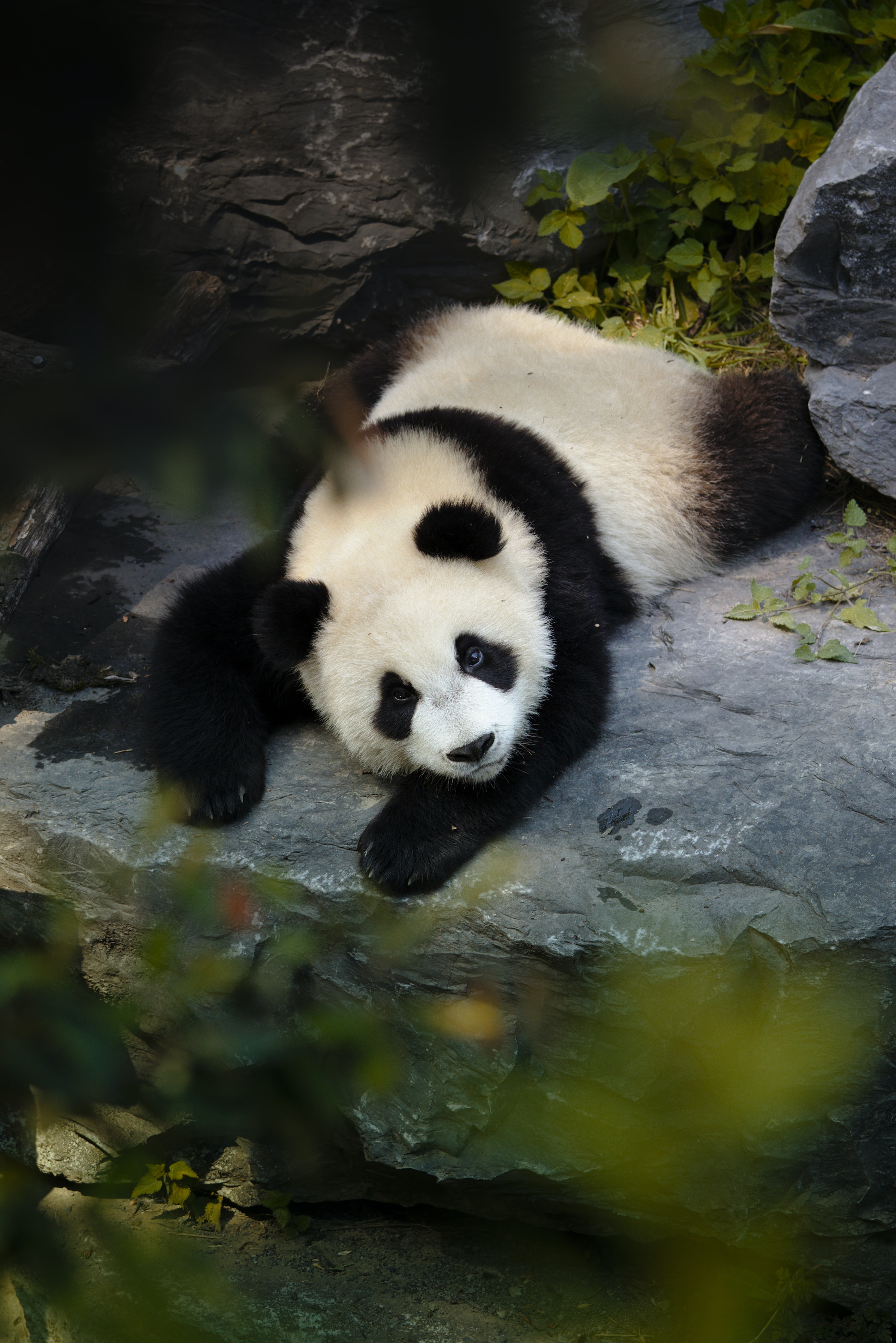 76705 Hintergrundbild herunterladen tiere, ast, zweig, tier, nett, schatz, panda - Bildschirmschoner und Bilder kostenlos