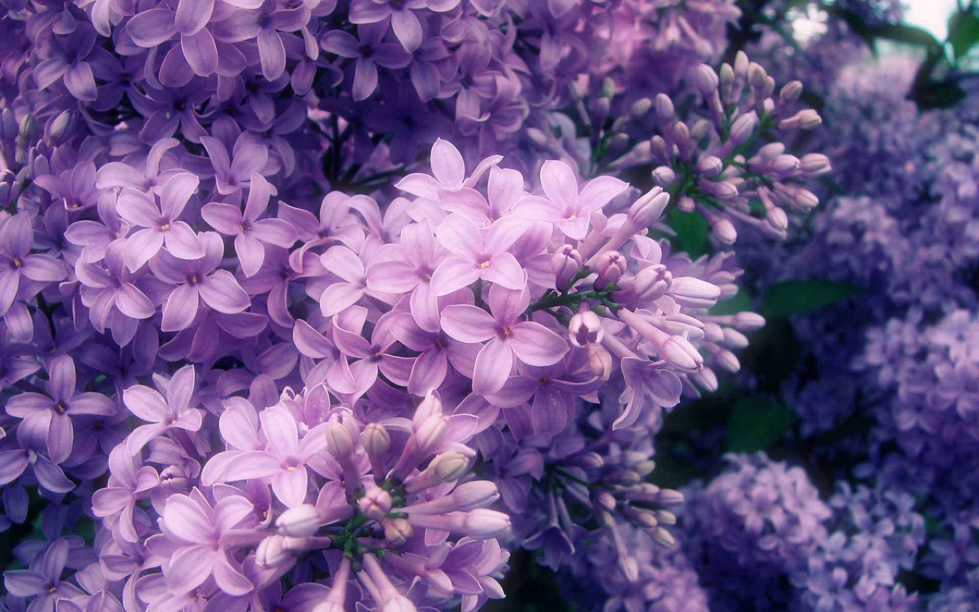 flowers, plants, violet