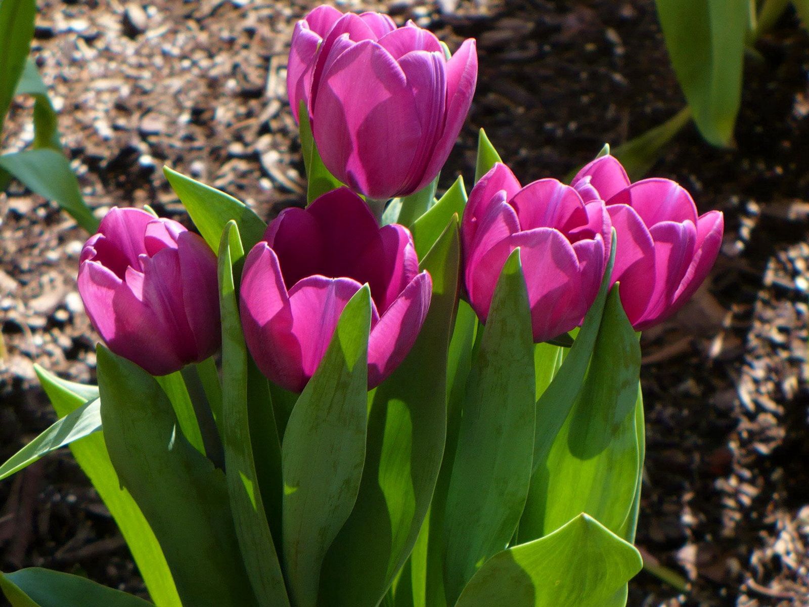 100267 скачать картинку тюльпаны, весна, цветы, распущенные, солнечно - обои и заставки бесплатно