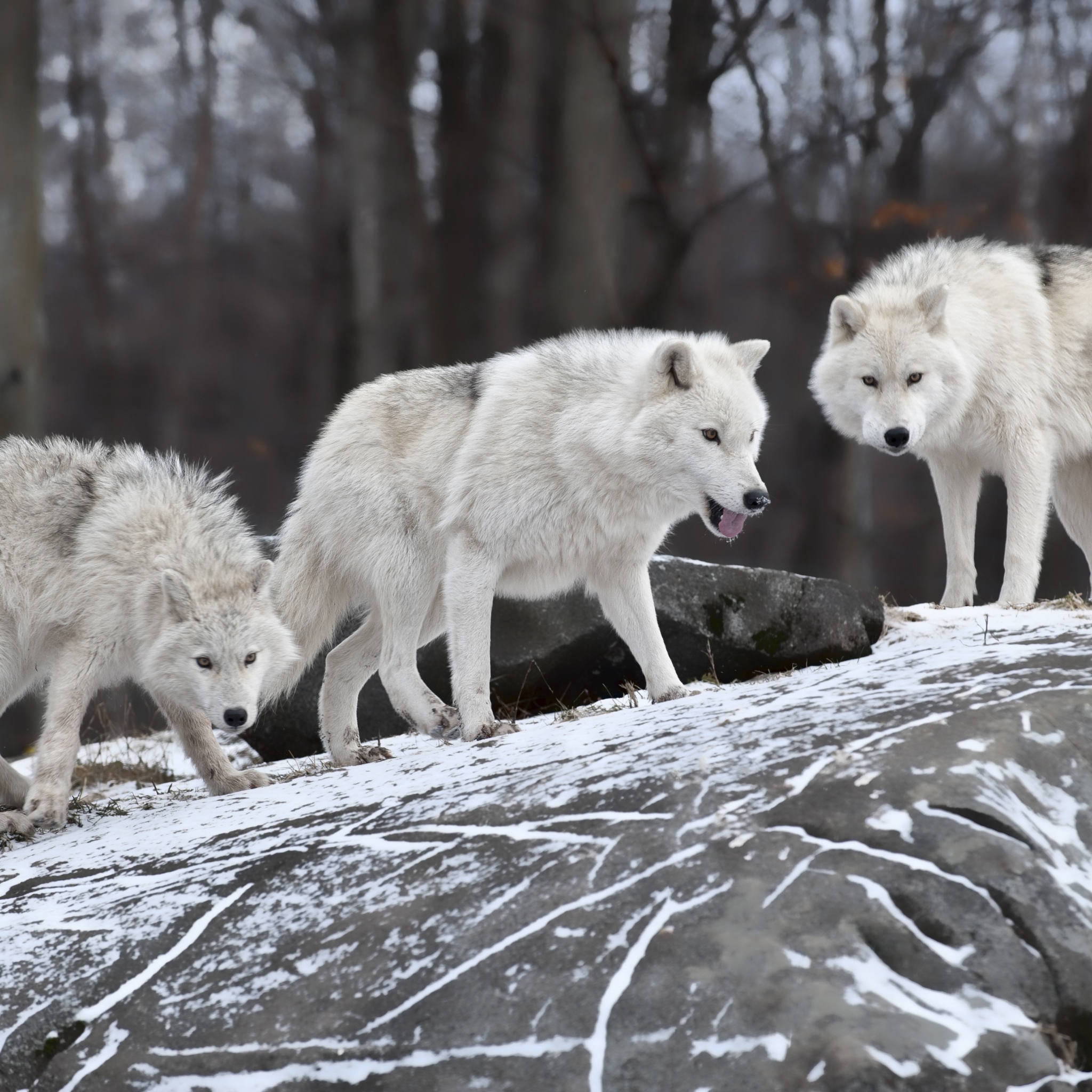 Природу про волков. Полярный волк стая вожак. Лобо стая. Белый Полярный волк. Волки стая.