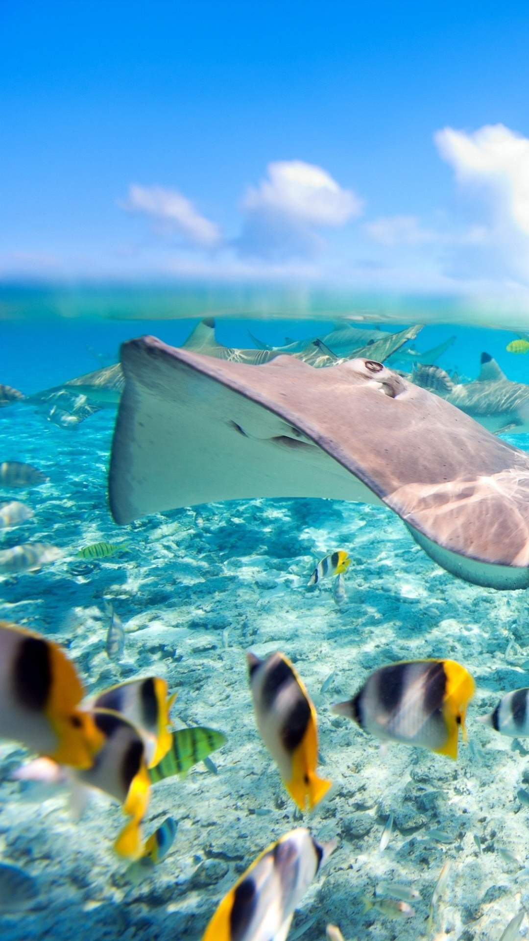 Download mobile wallpaper Fishes, Animal, Stingray, Fish, Underwater, Reef, Shark for free.