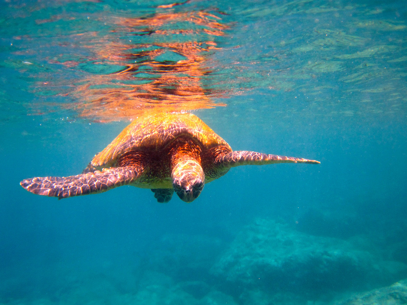 animal, sea turtle, turtle, turtles High Definition image