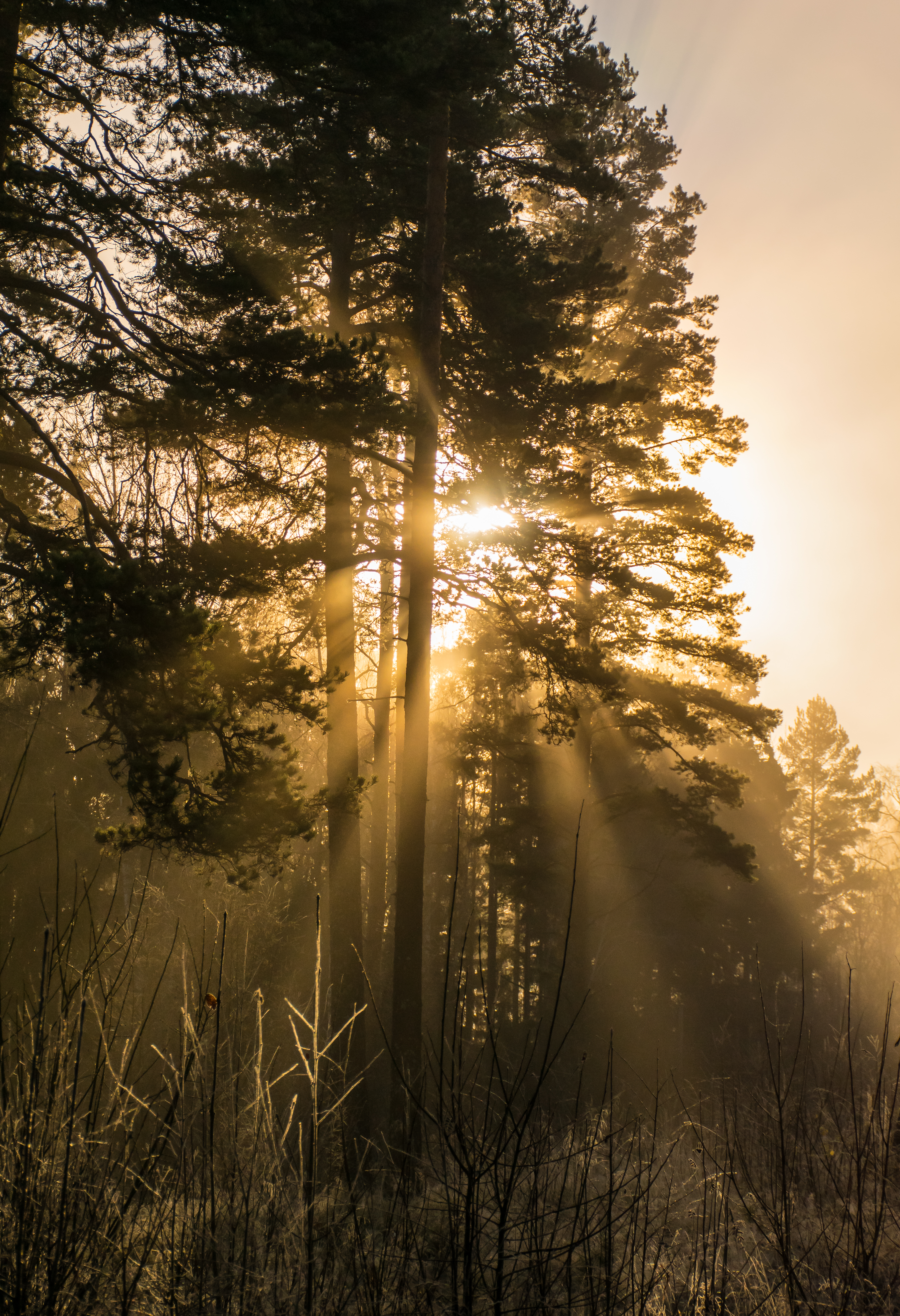 Laden Sie das Bäume, Balken, Strahlen, Nebel, Sonnenlicht, Natur-Bild kostenlos auf Ihren PC-Desktop herunter