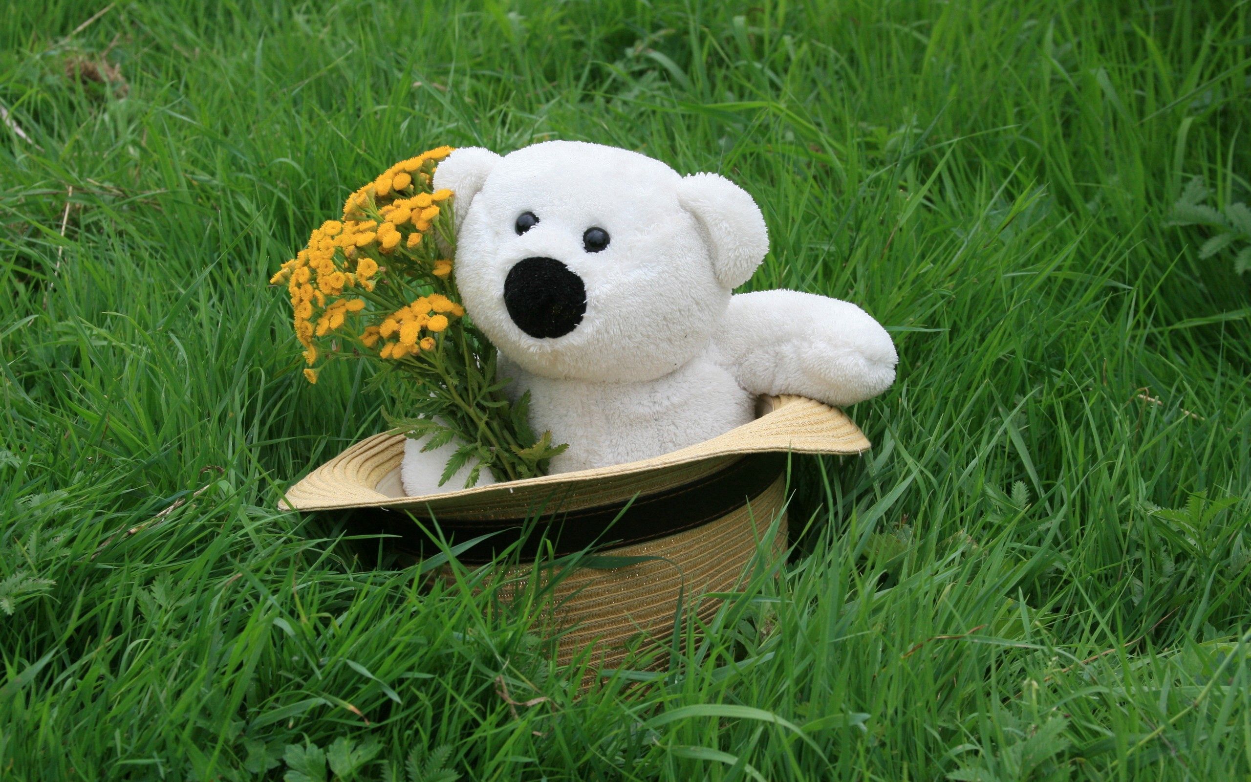 miscellaneous, flowers, grass, teddy bear, miscellanea, present, gift, hat Phone Background