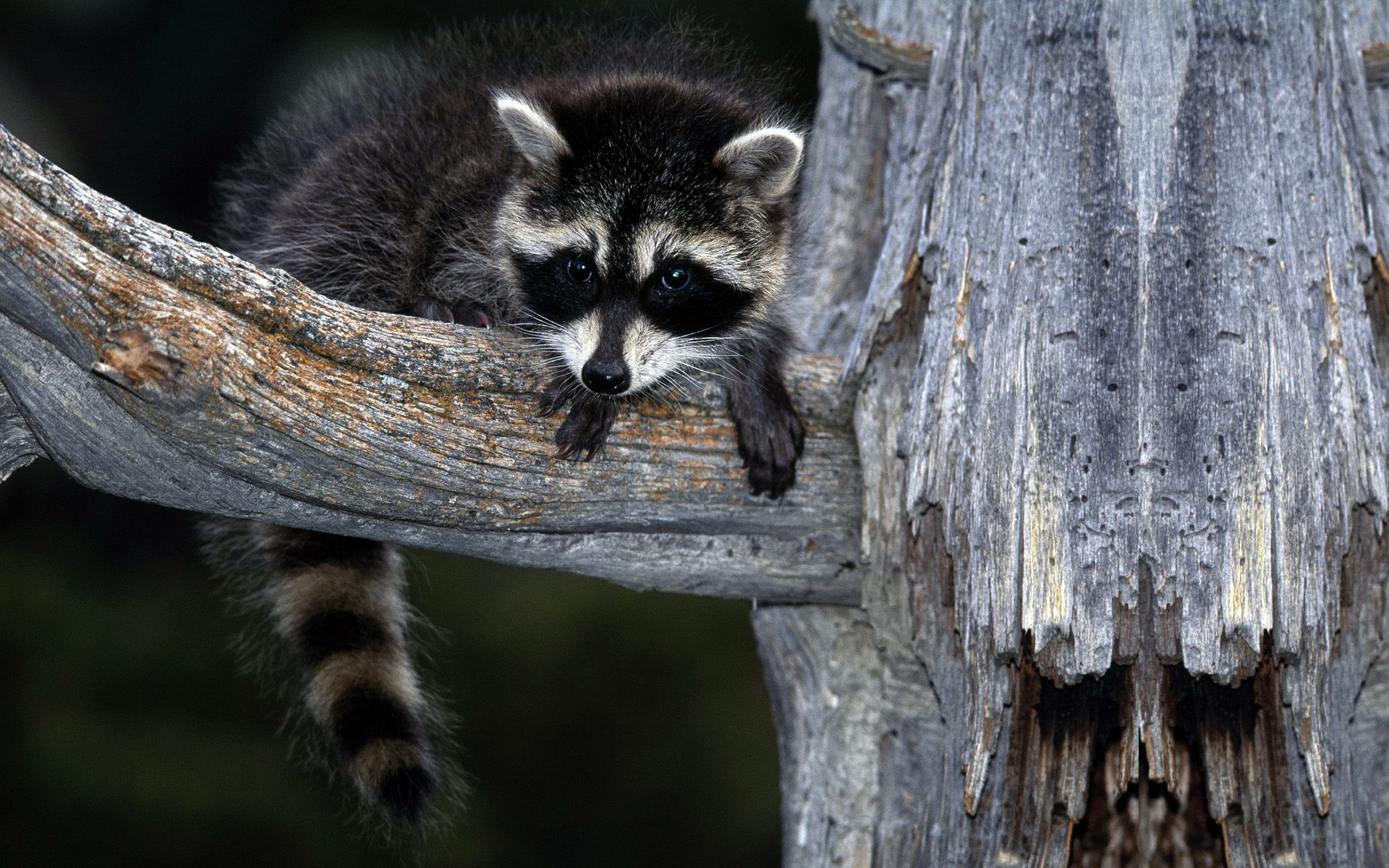 Download mobile wallpaper Animals, Raccoons for free.