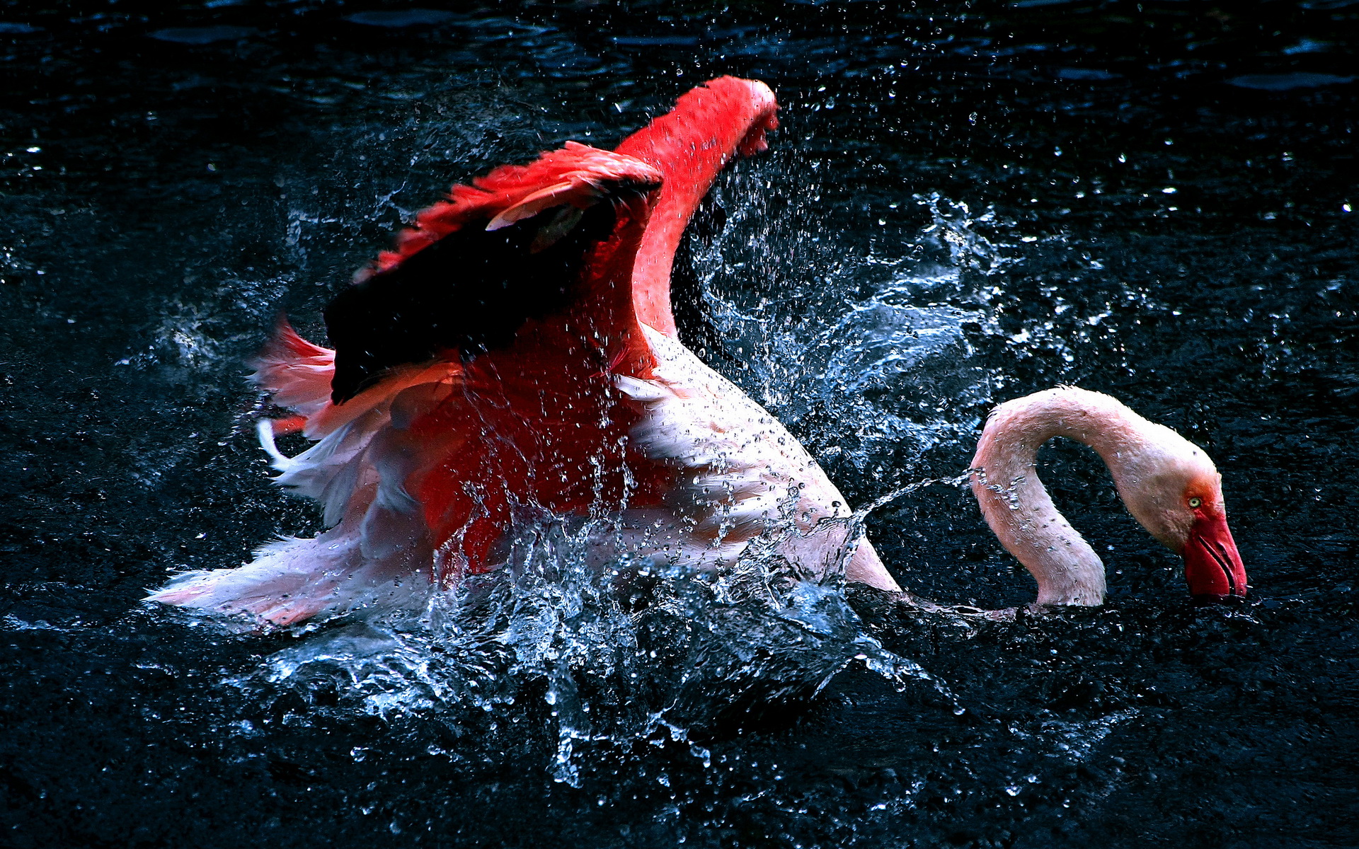 Фламинго в воде в высоком качестве