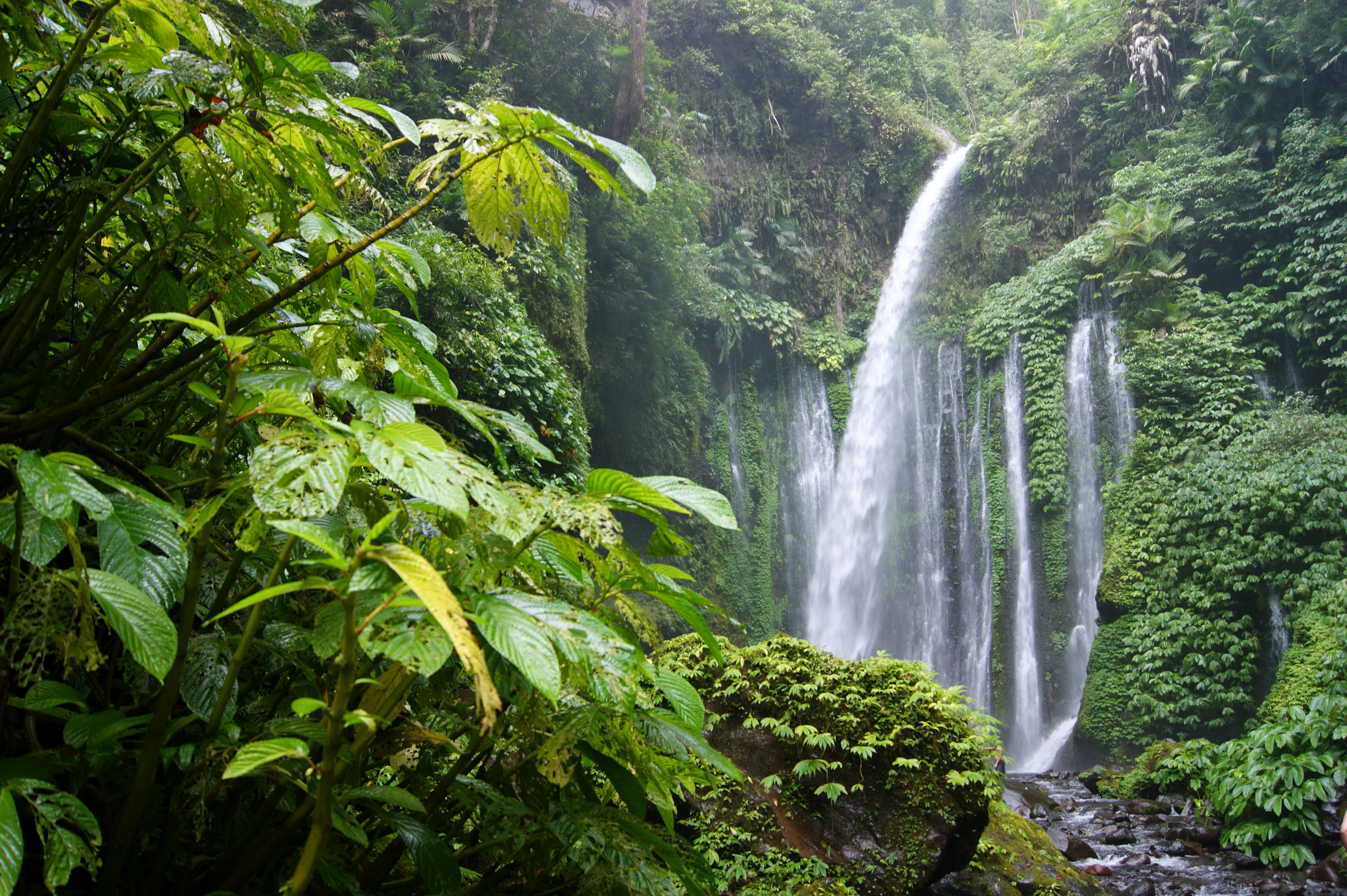 rainforest, jungle, earth, waterfall, forest, green, tree, waterfalls QHD